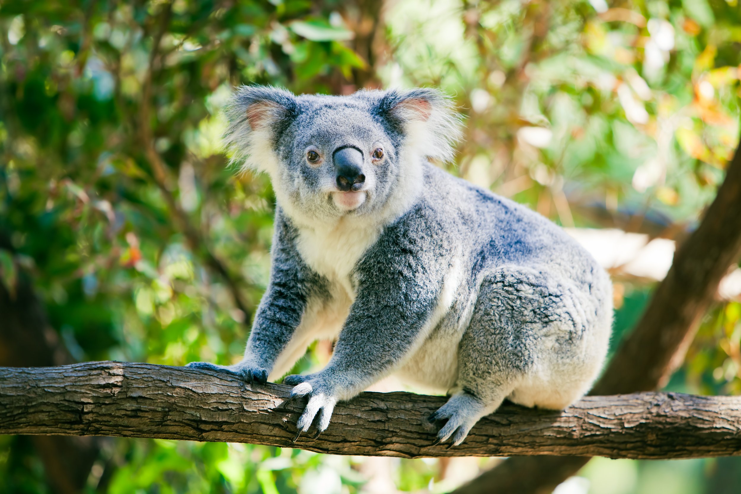 Koalas — HEYMRJIM | Podcasts for Kids