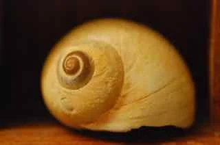 9 Day Silent retreat | Nov 7-16, 2025