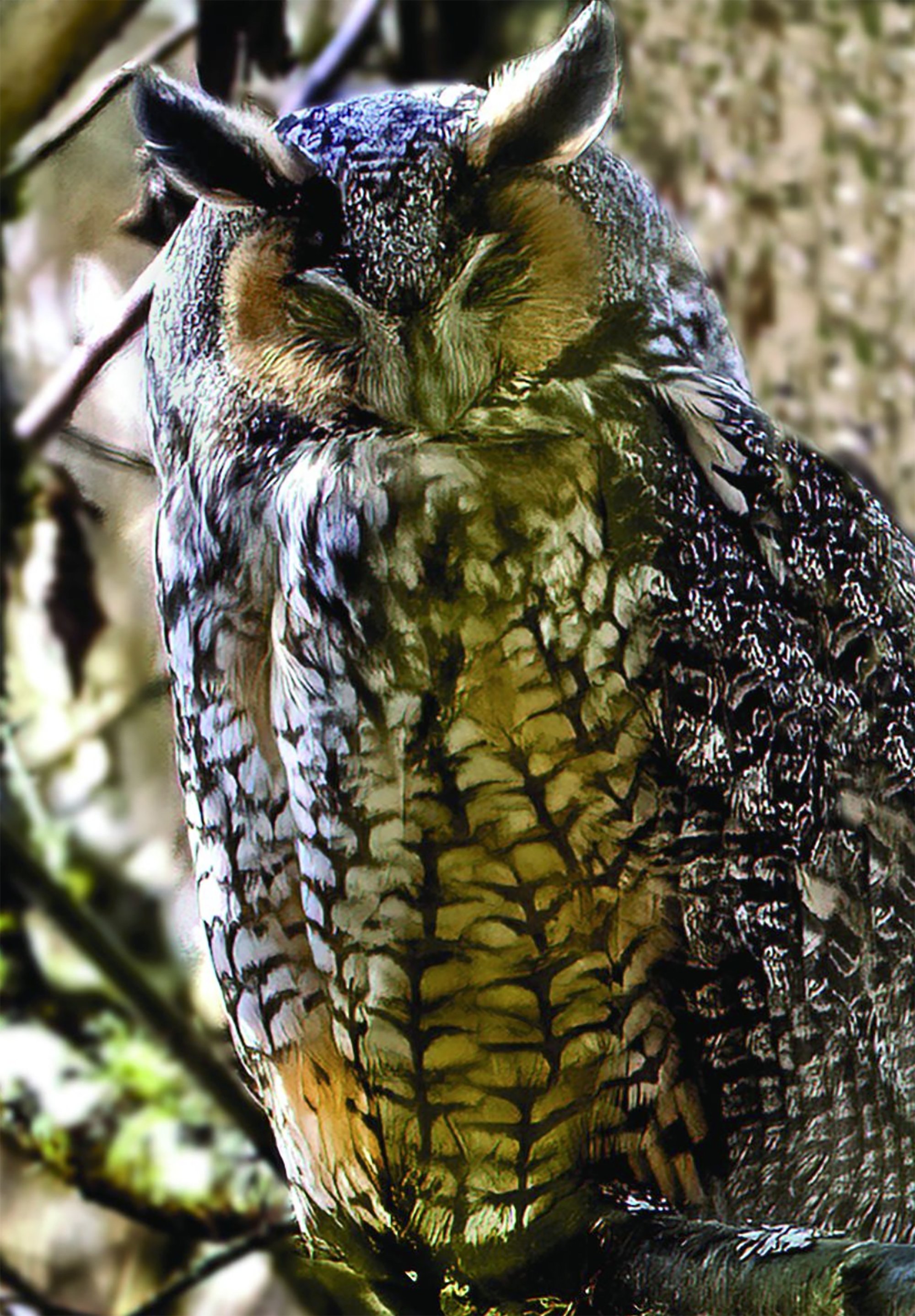 Long-eared Owl