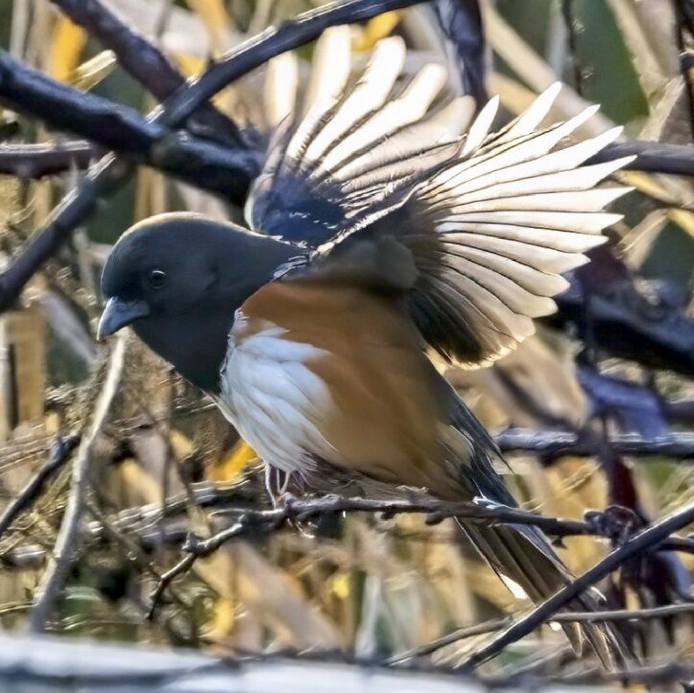Spotted Towhee