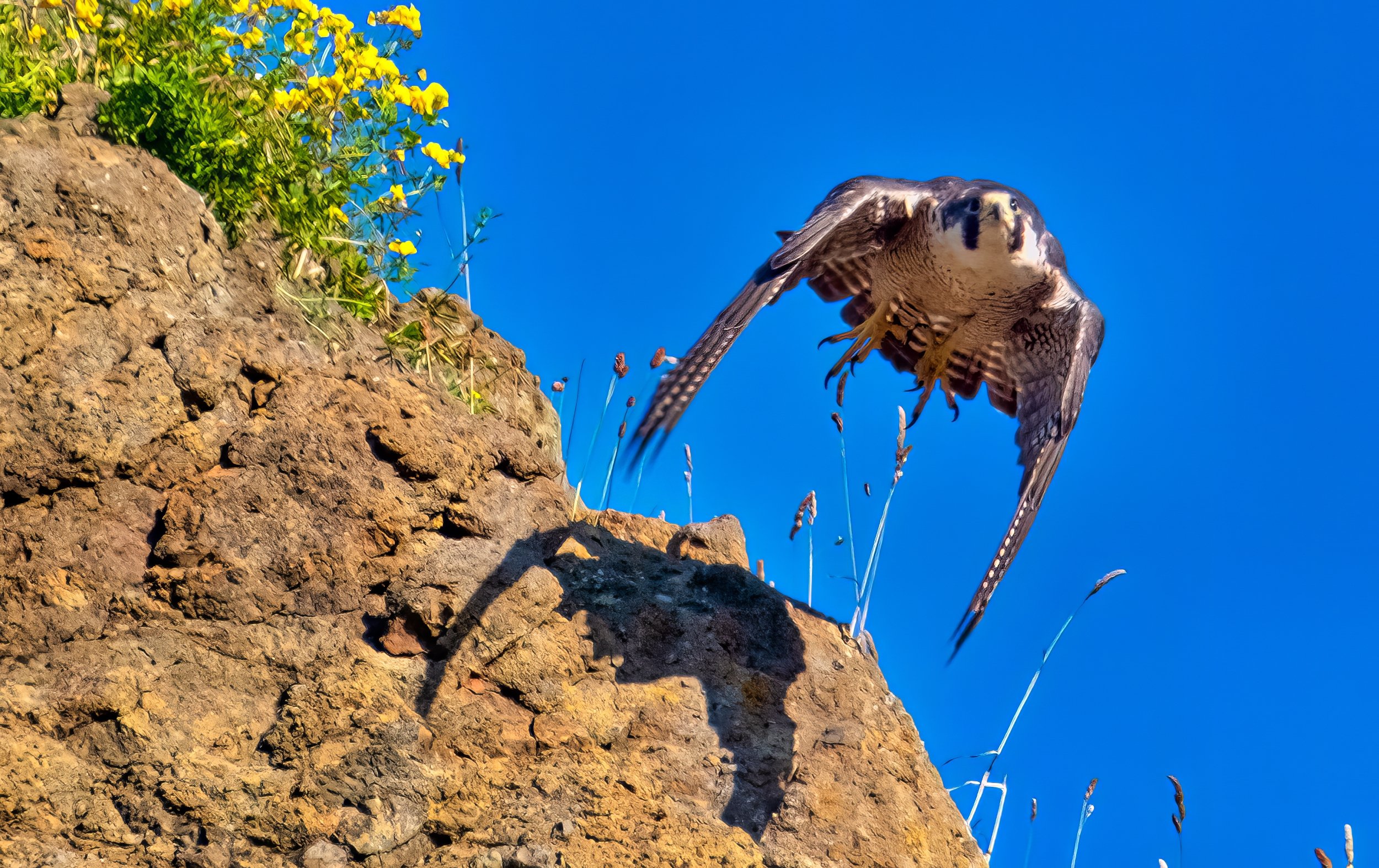 Peregrine Falcon