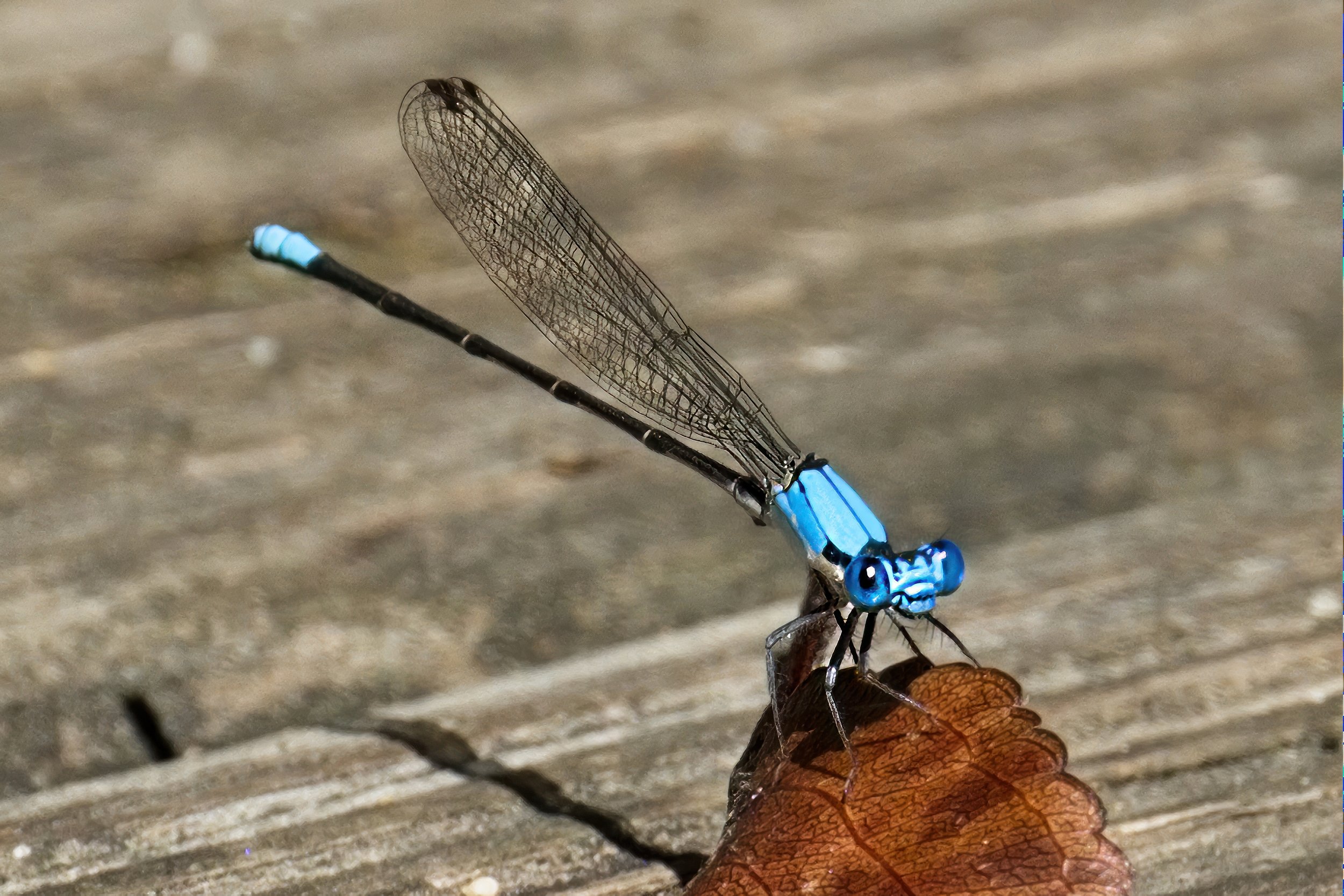 Common Blue Damselfly