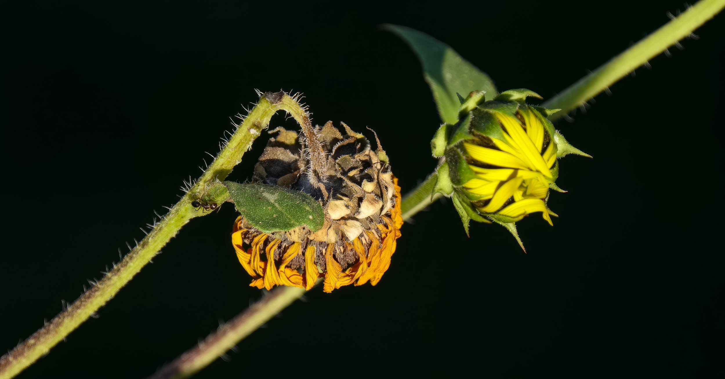 Old and New Sunflowers