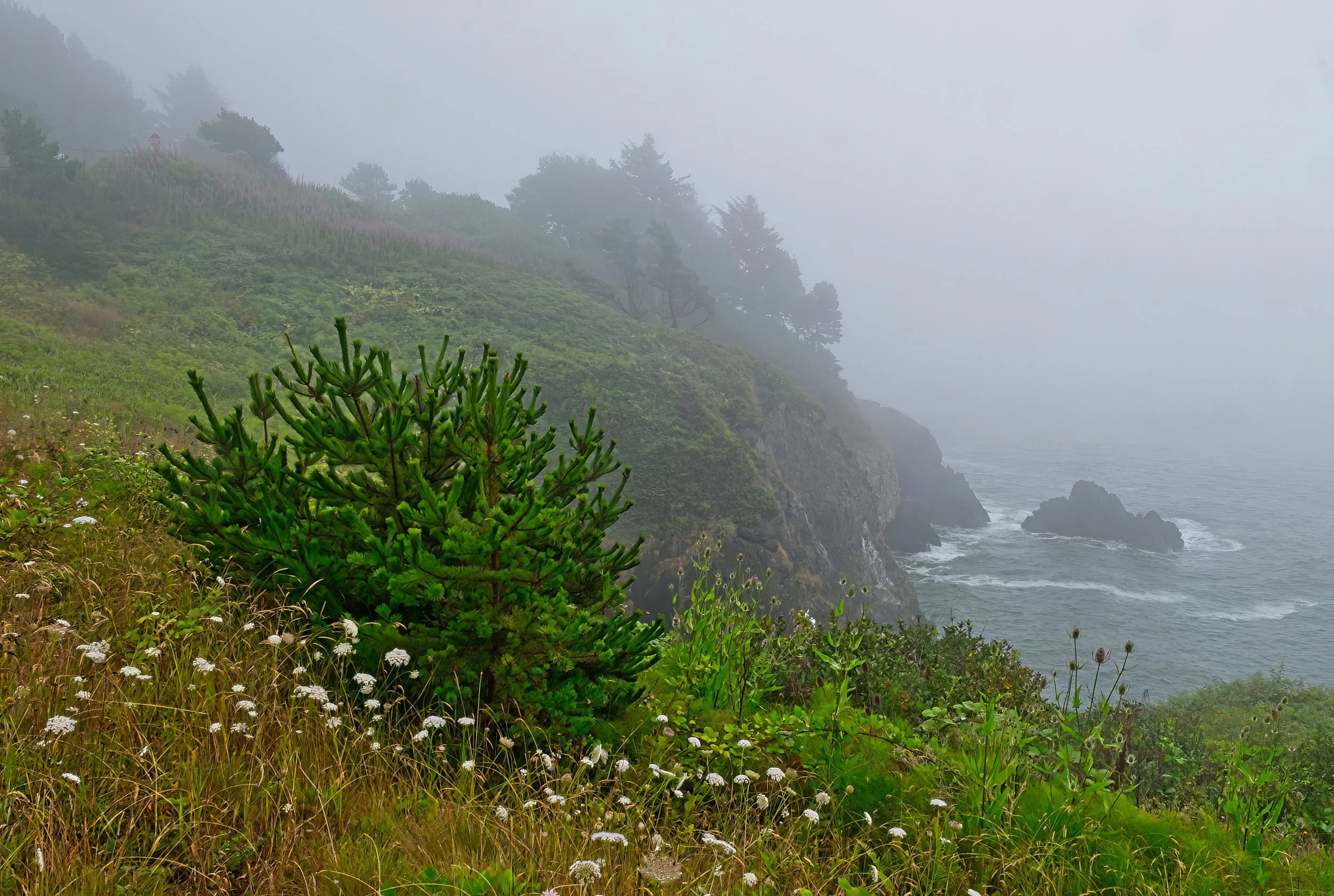Yaquina Head fog-topaz-enhance-topaz-denoise.jpg