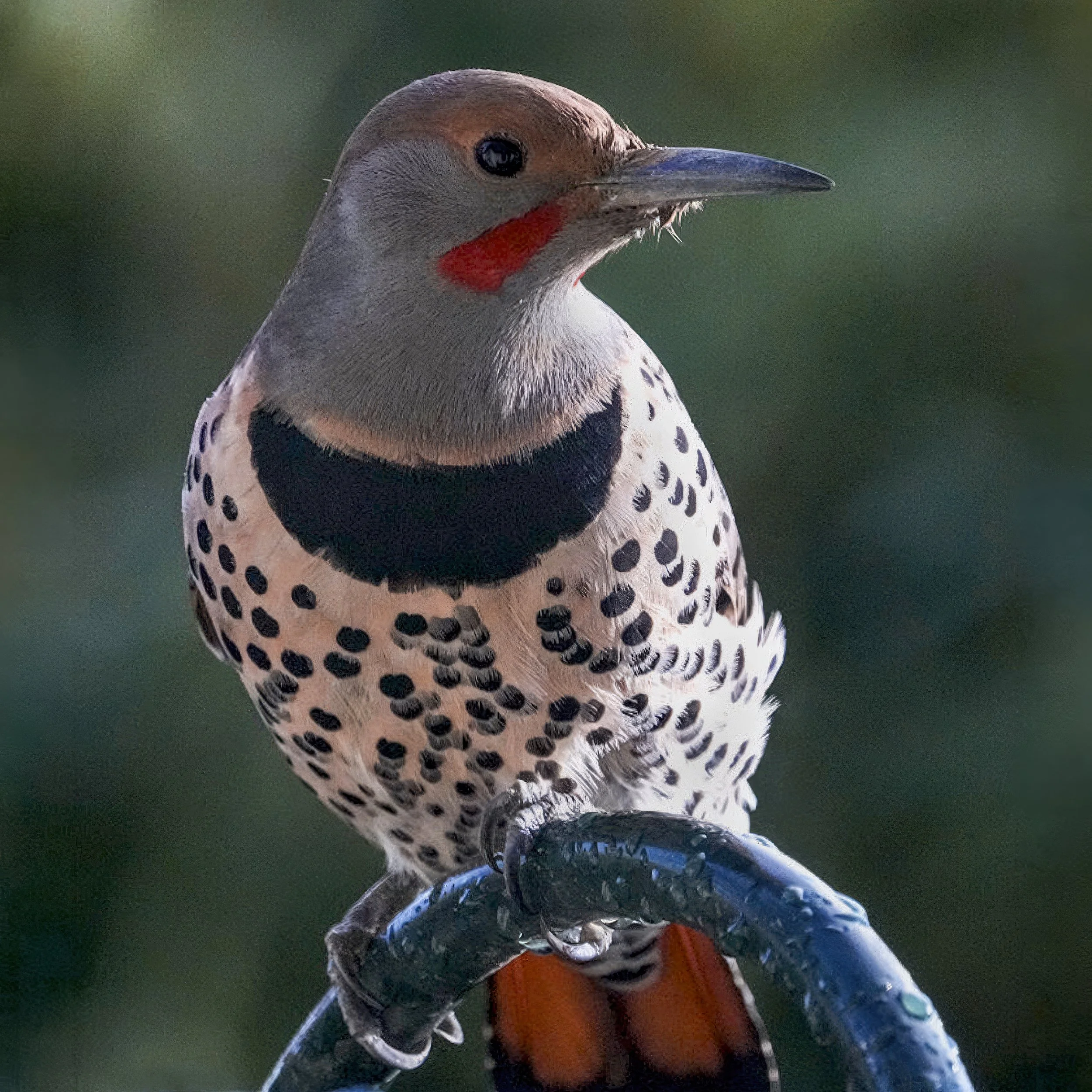 Red-shafted Northern Flicker