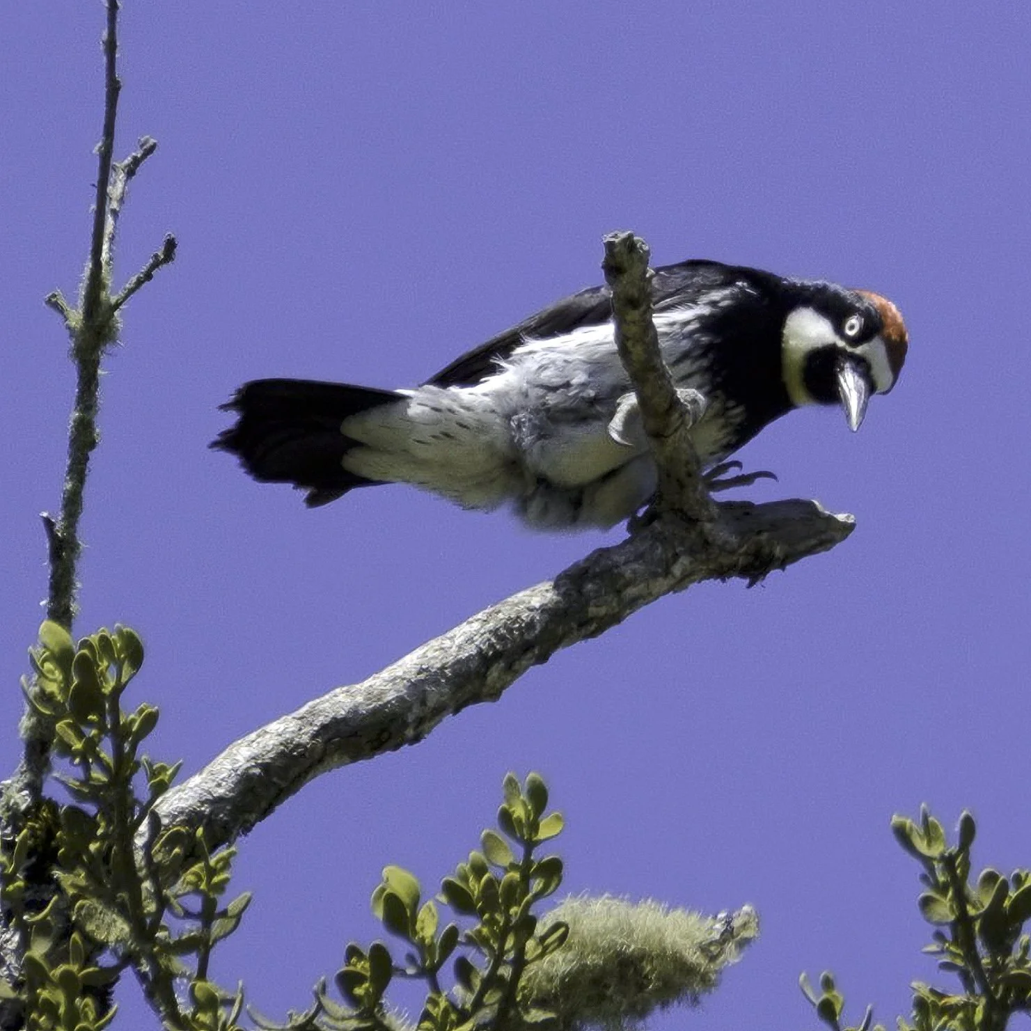 Acorn Woodpecker