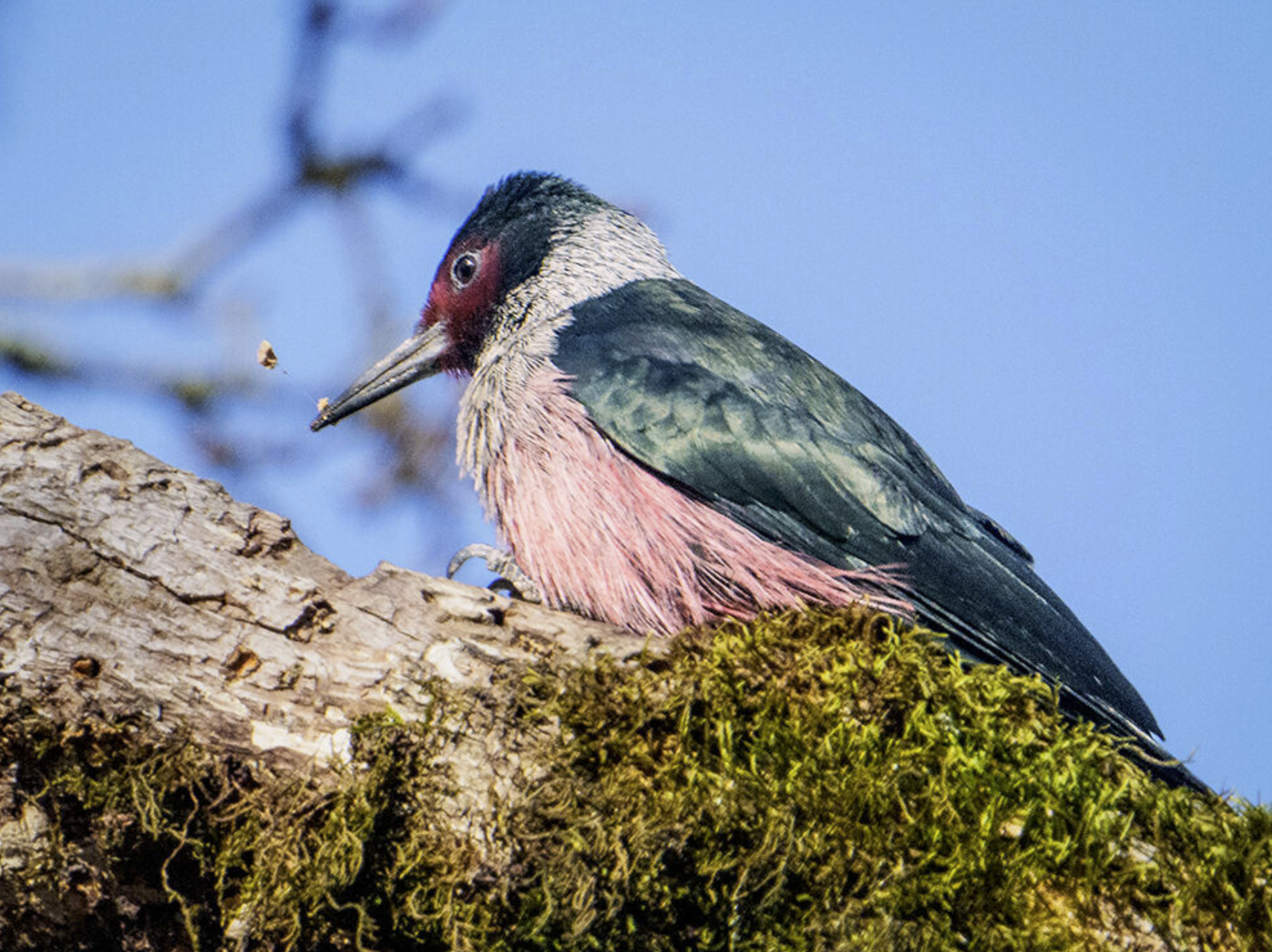 Lewis's Woodpecker