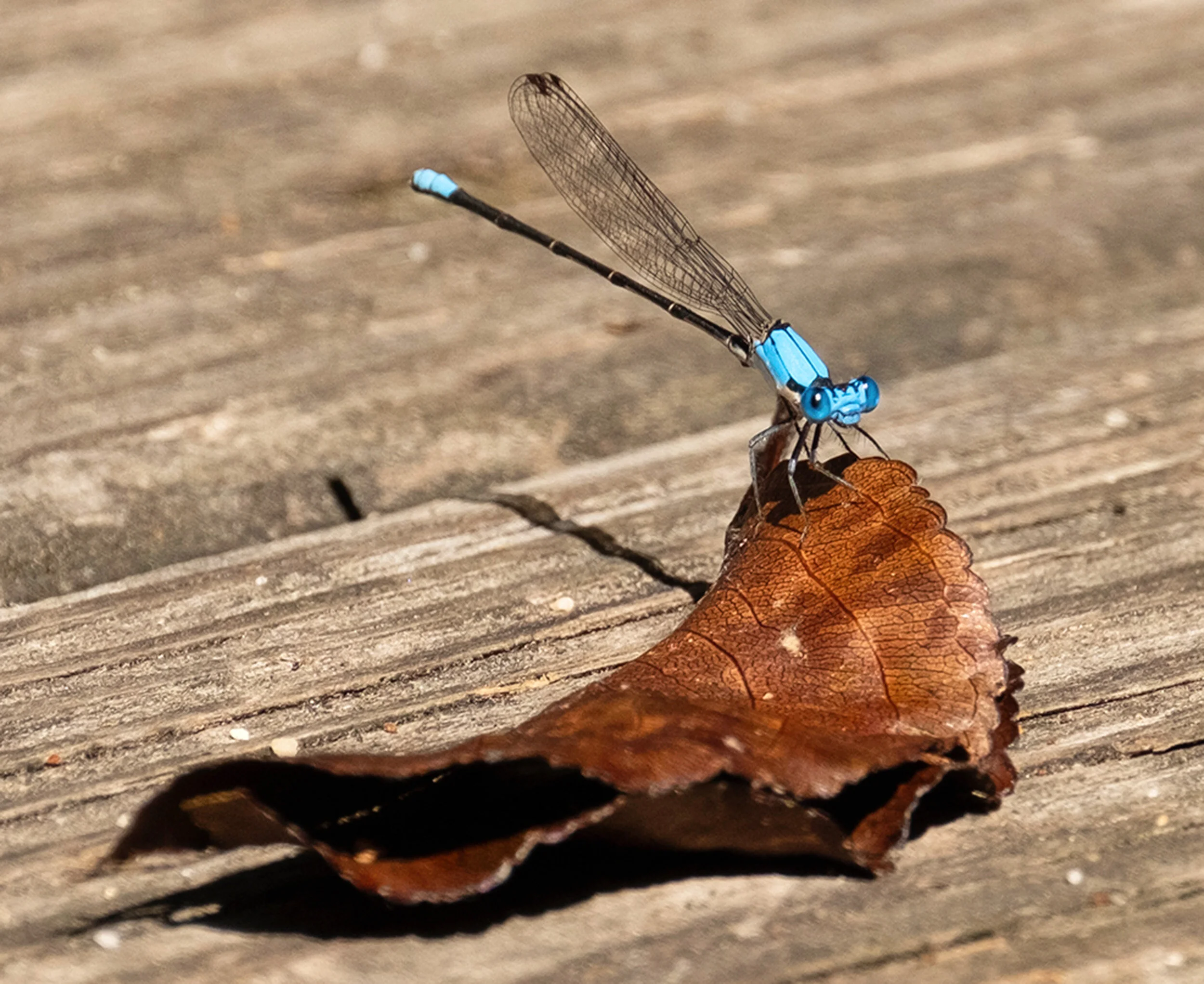 damselfly 1psd.jpg