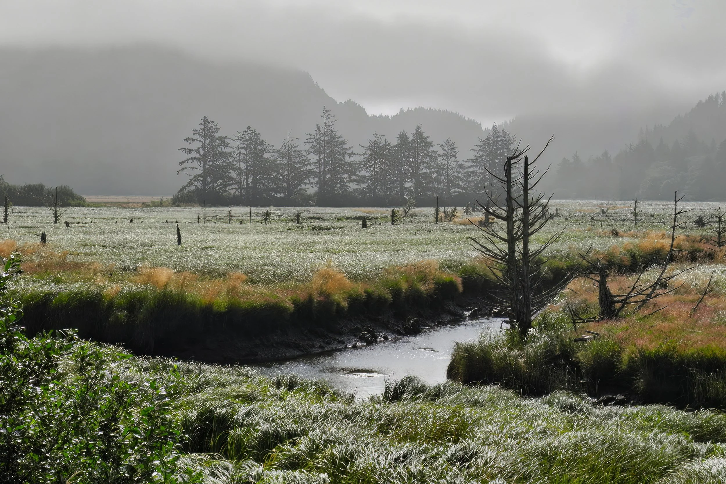 Salishan wetlands final-topaz-enhance-topaz-denoise.jpg