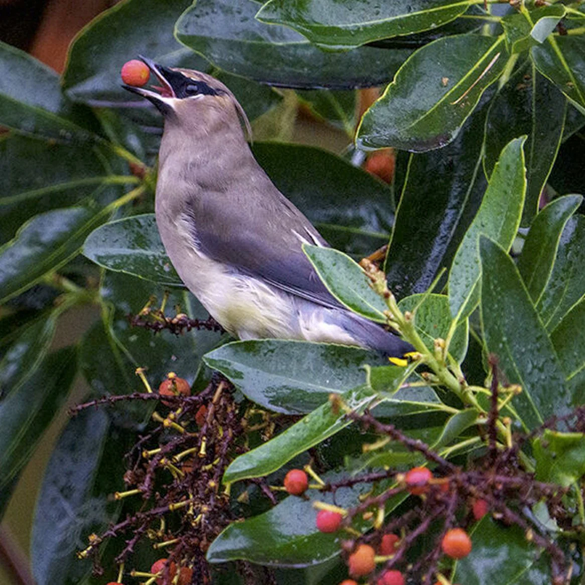 Cedar Waxwing