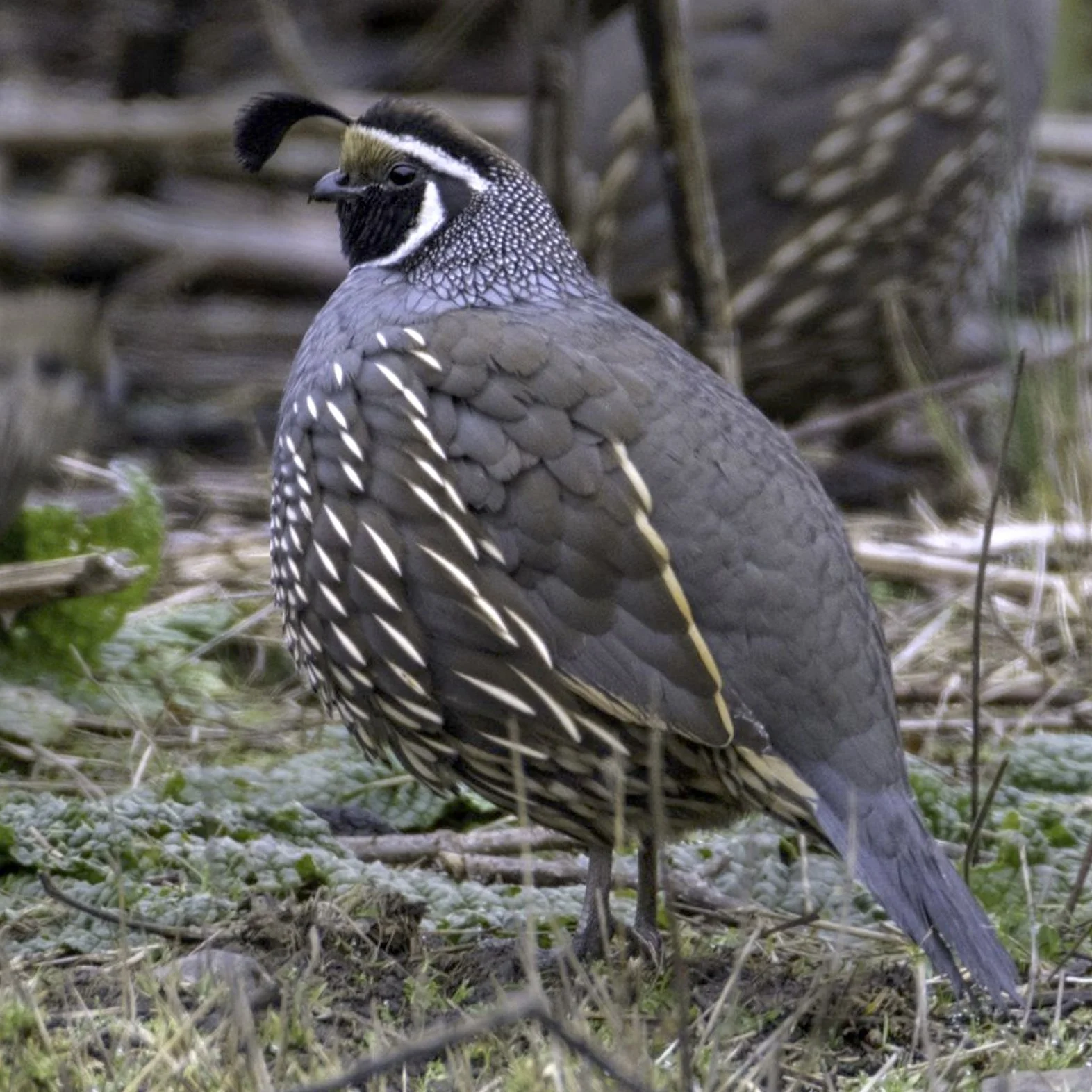 California Quail
