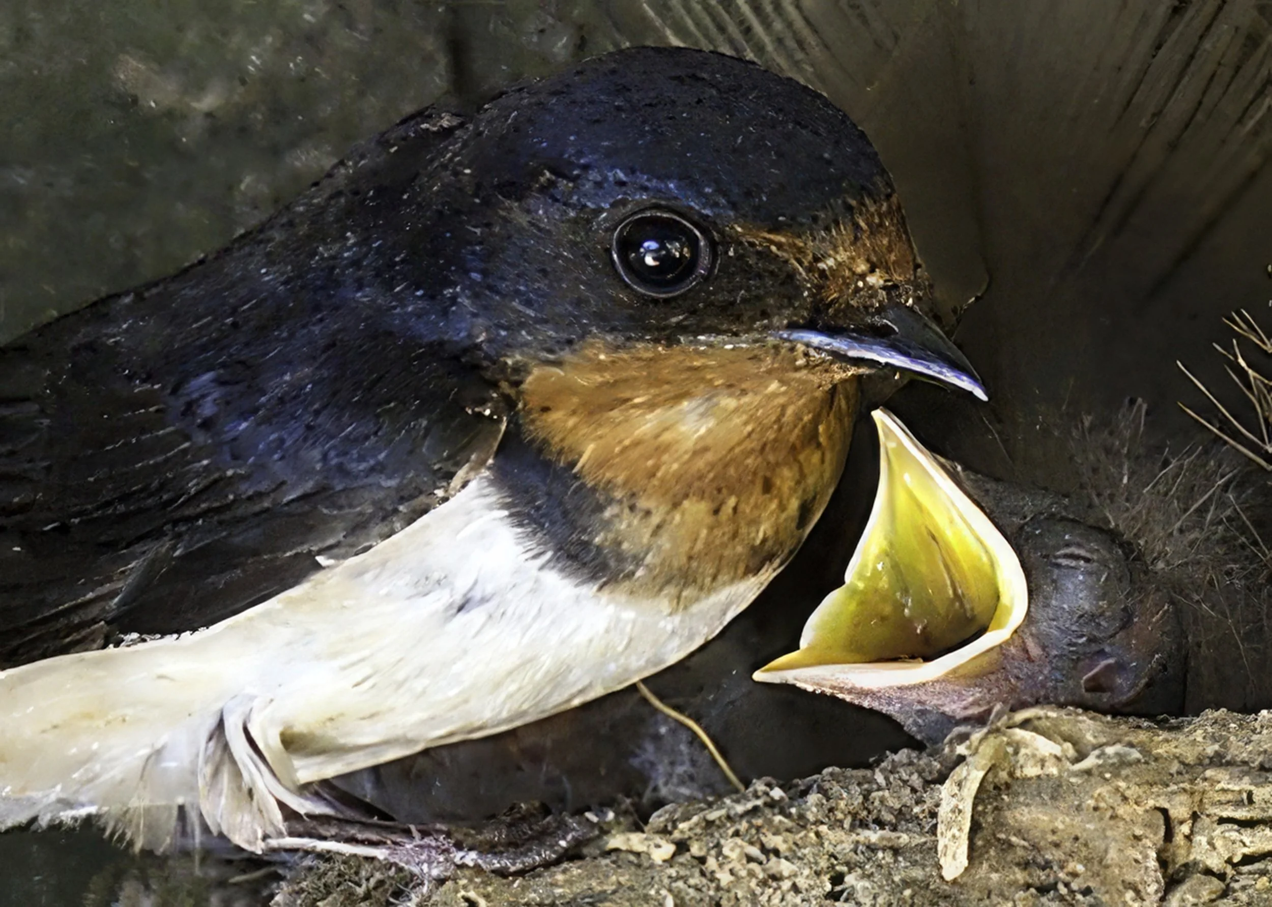 Swallow with young-topaz-enhance.jpg