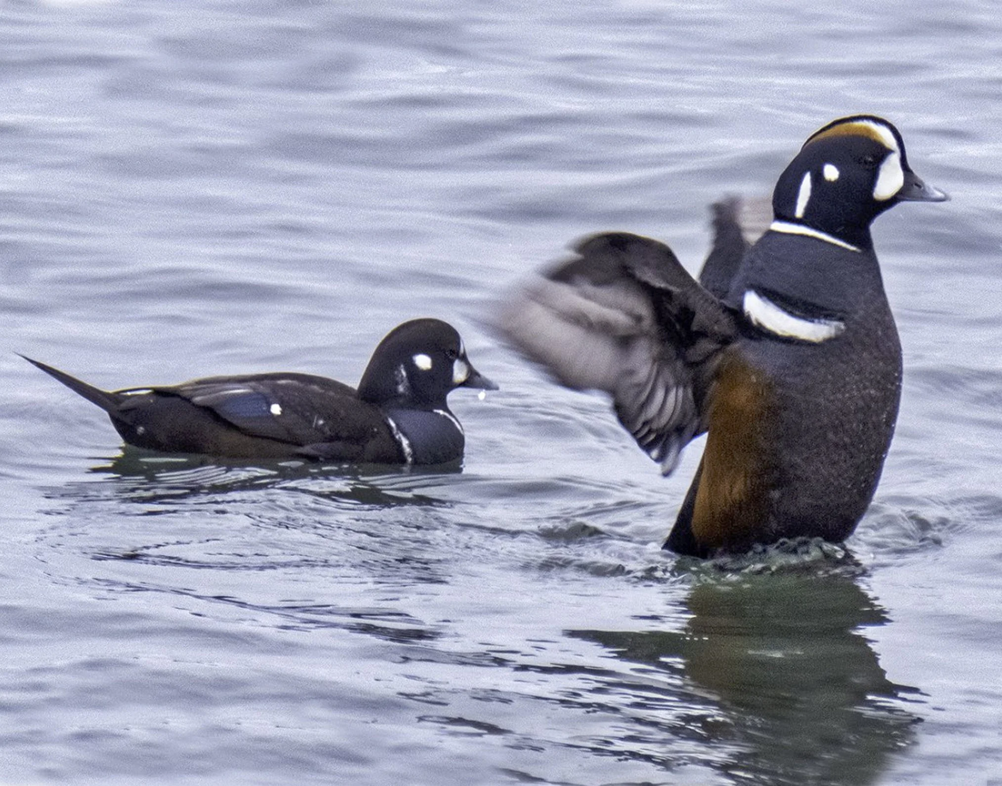 Harlequin Ducks