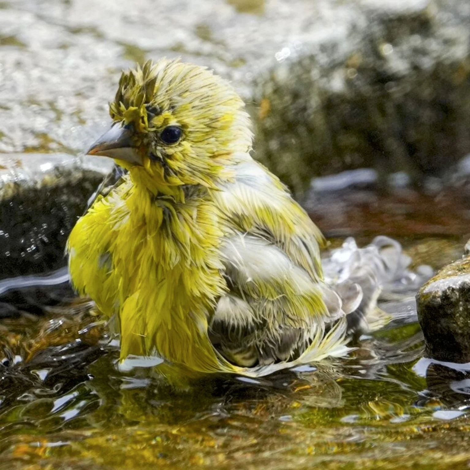 Bathing Goldfinch