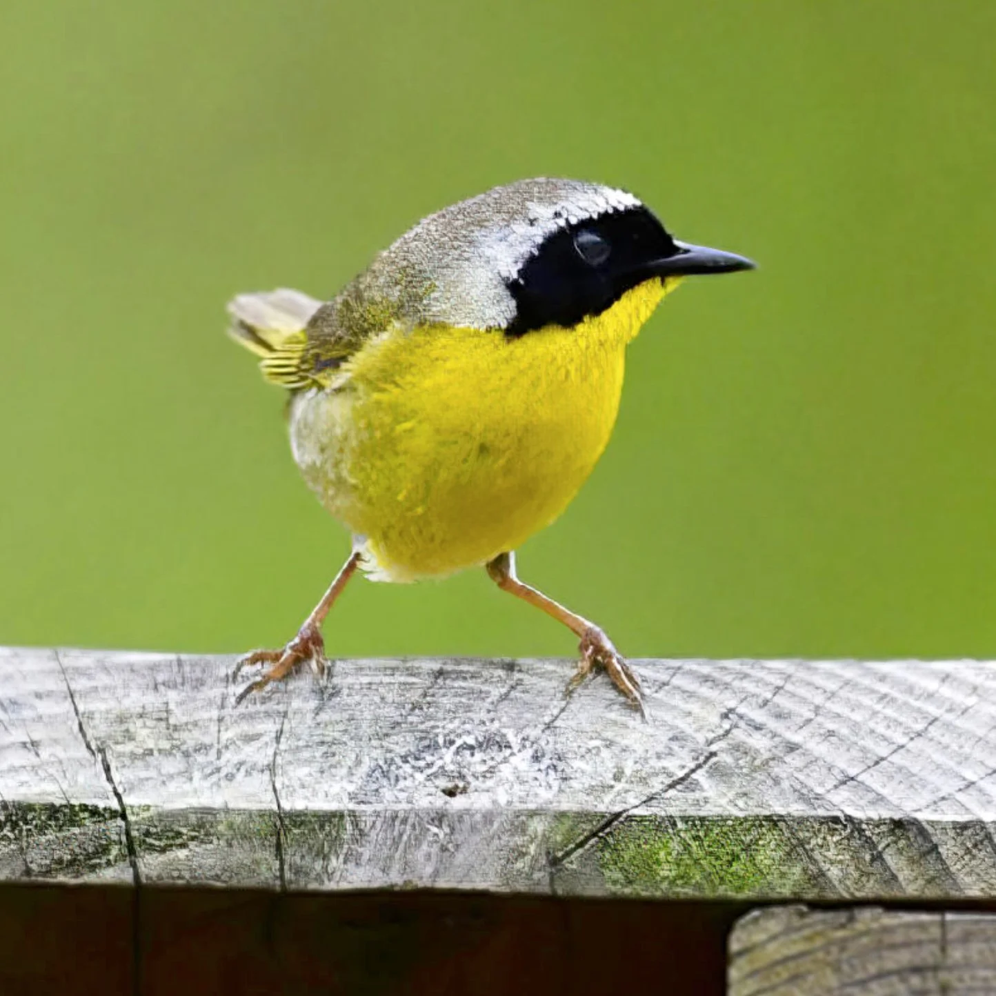 Common Yellowthroat