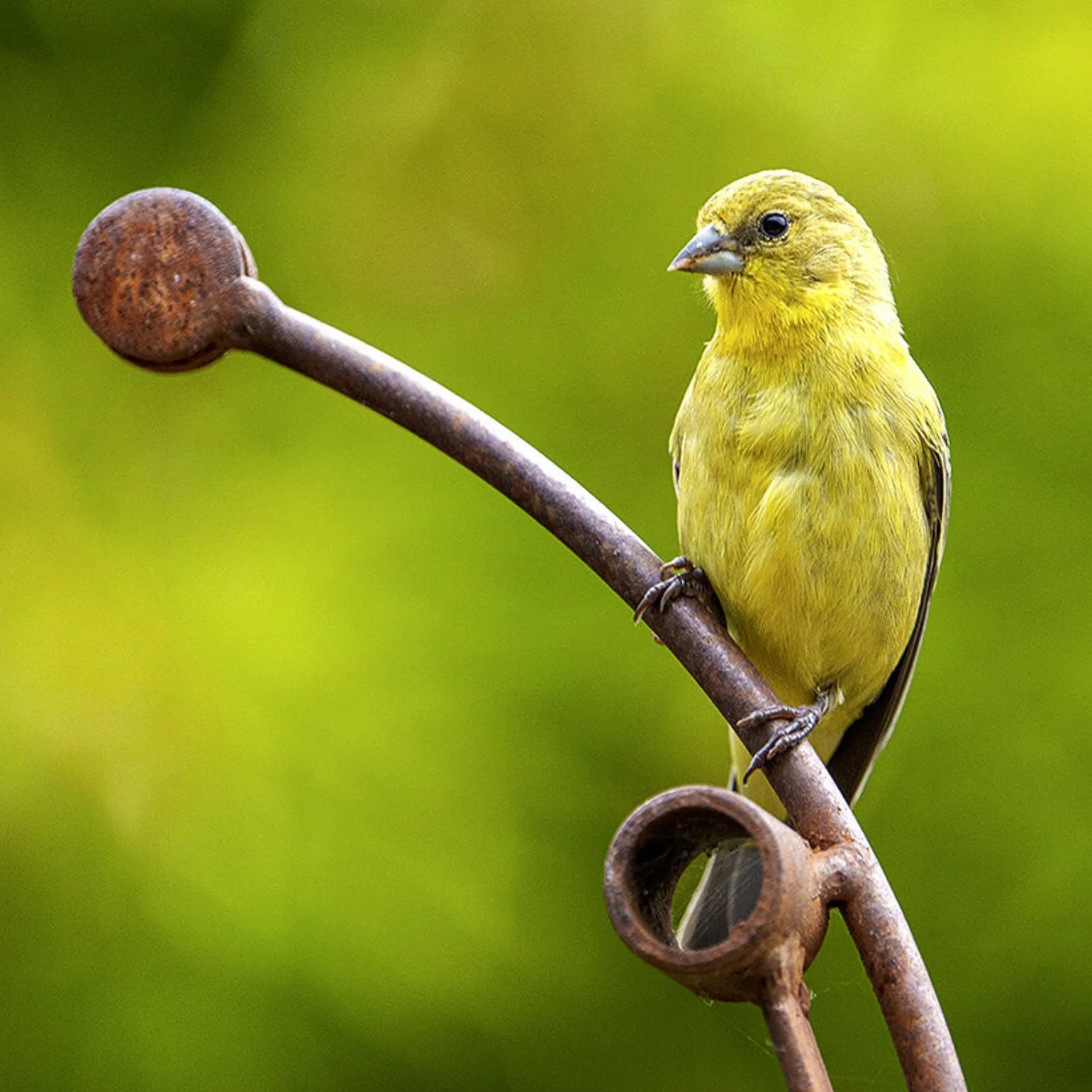 Lesser Goldfinch
