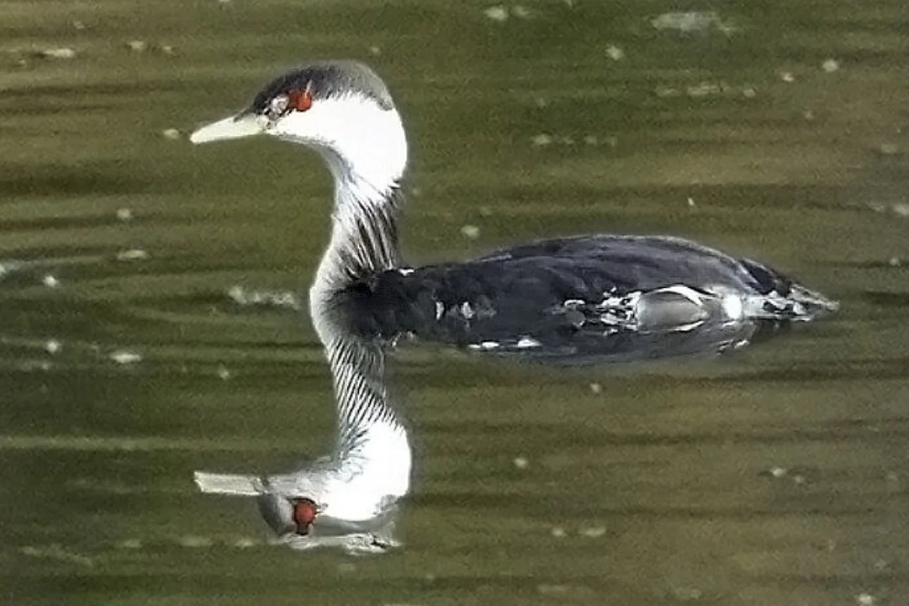 Pacific Loon