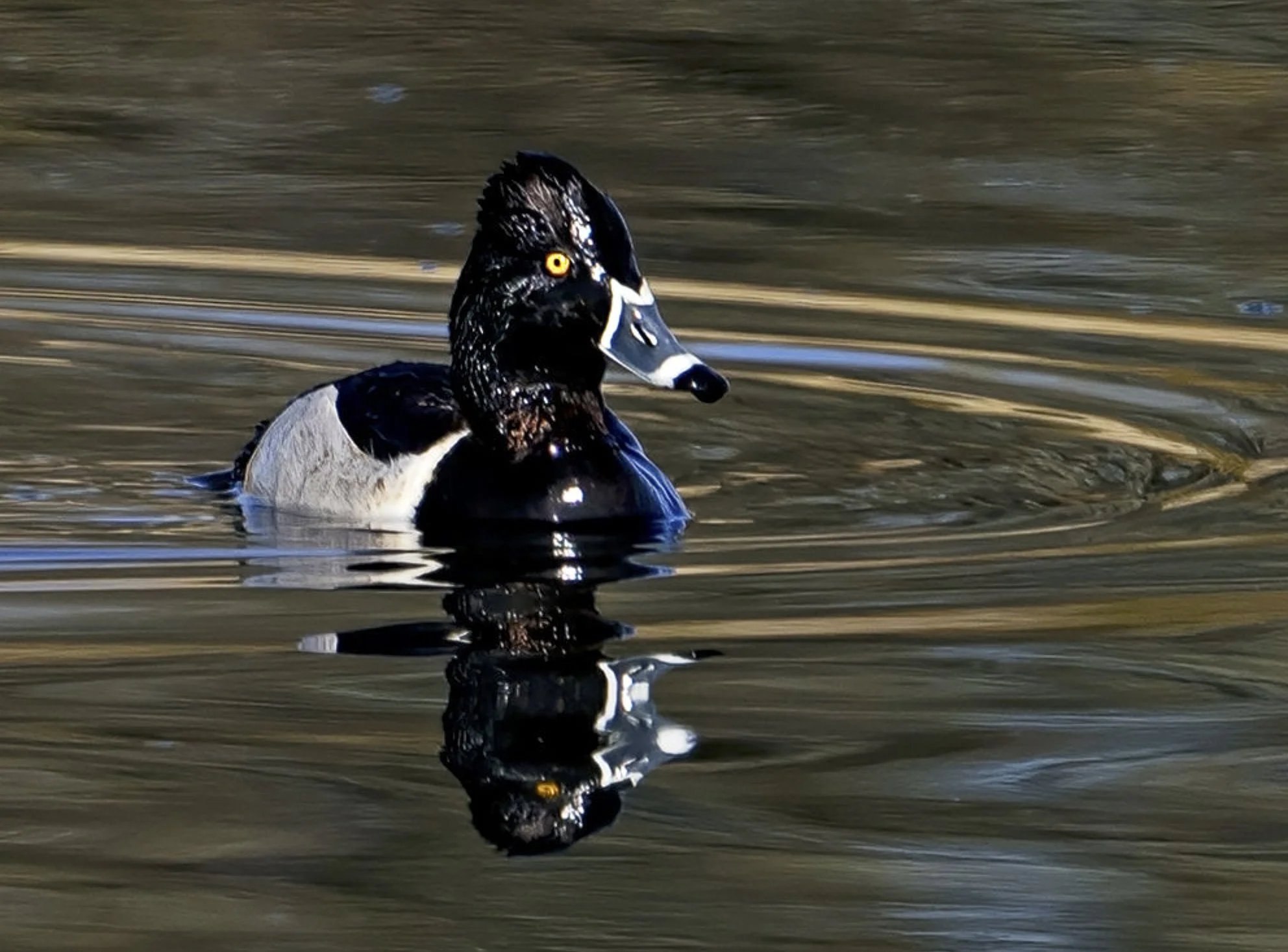Ring-necked Duck