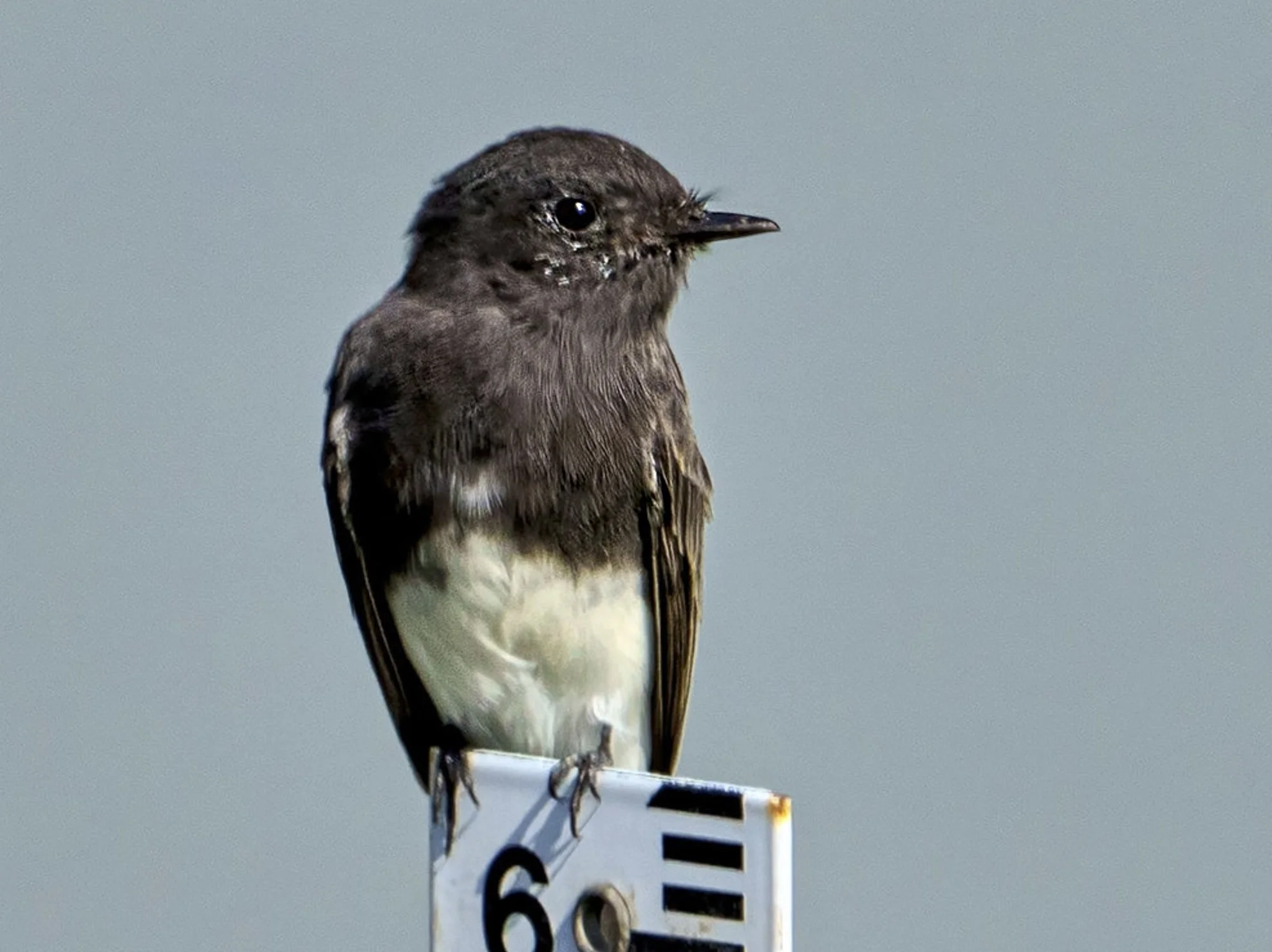 Black Phoebe