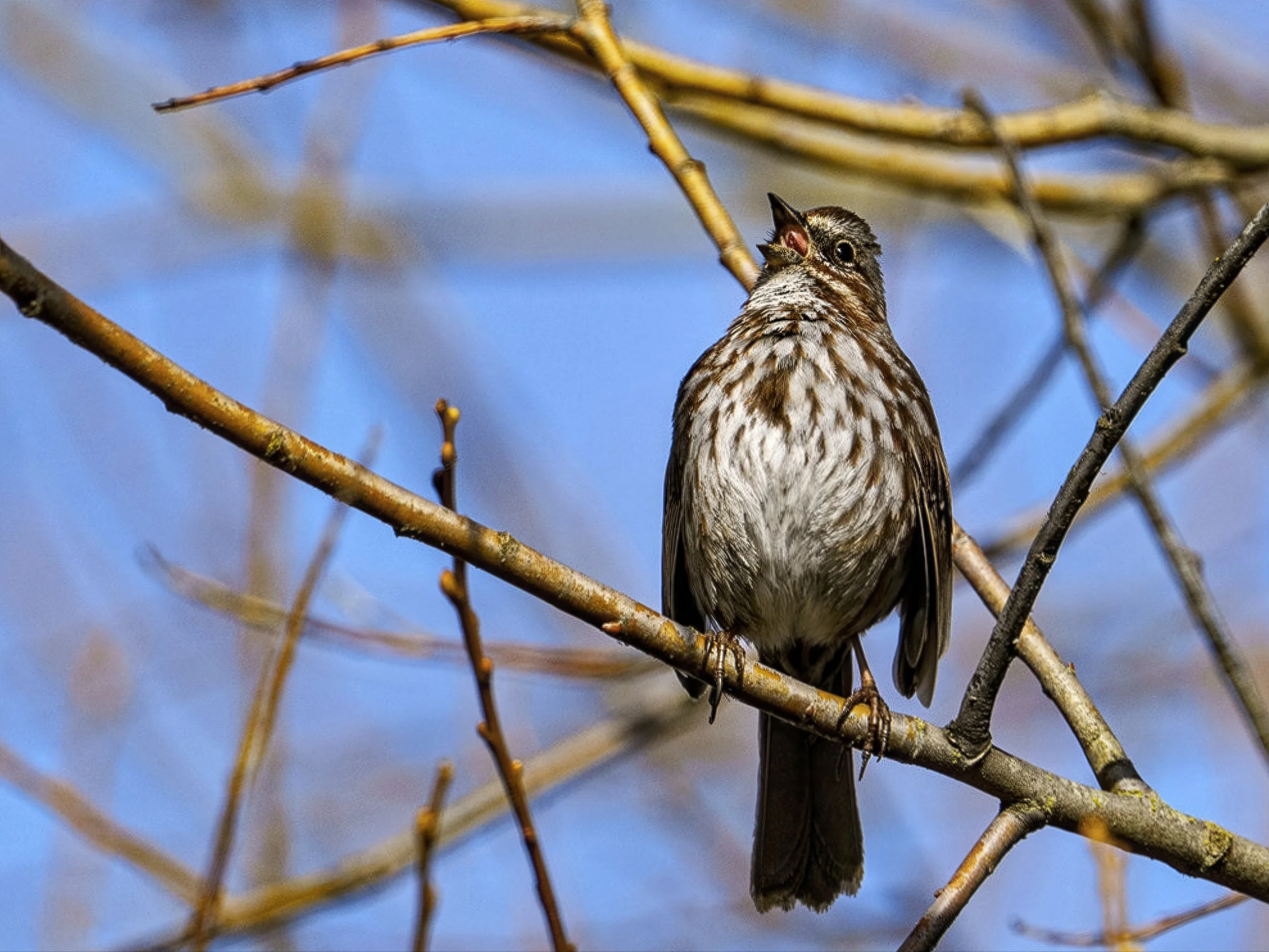 Song Sparrow