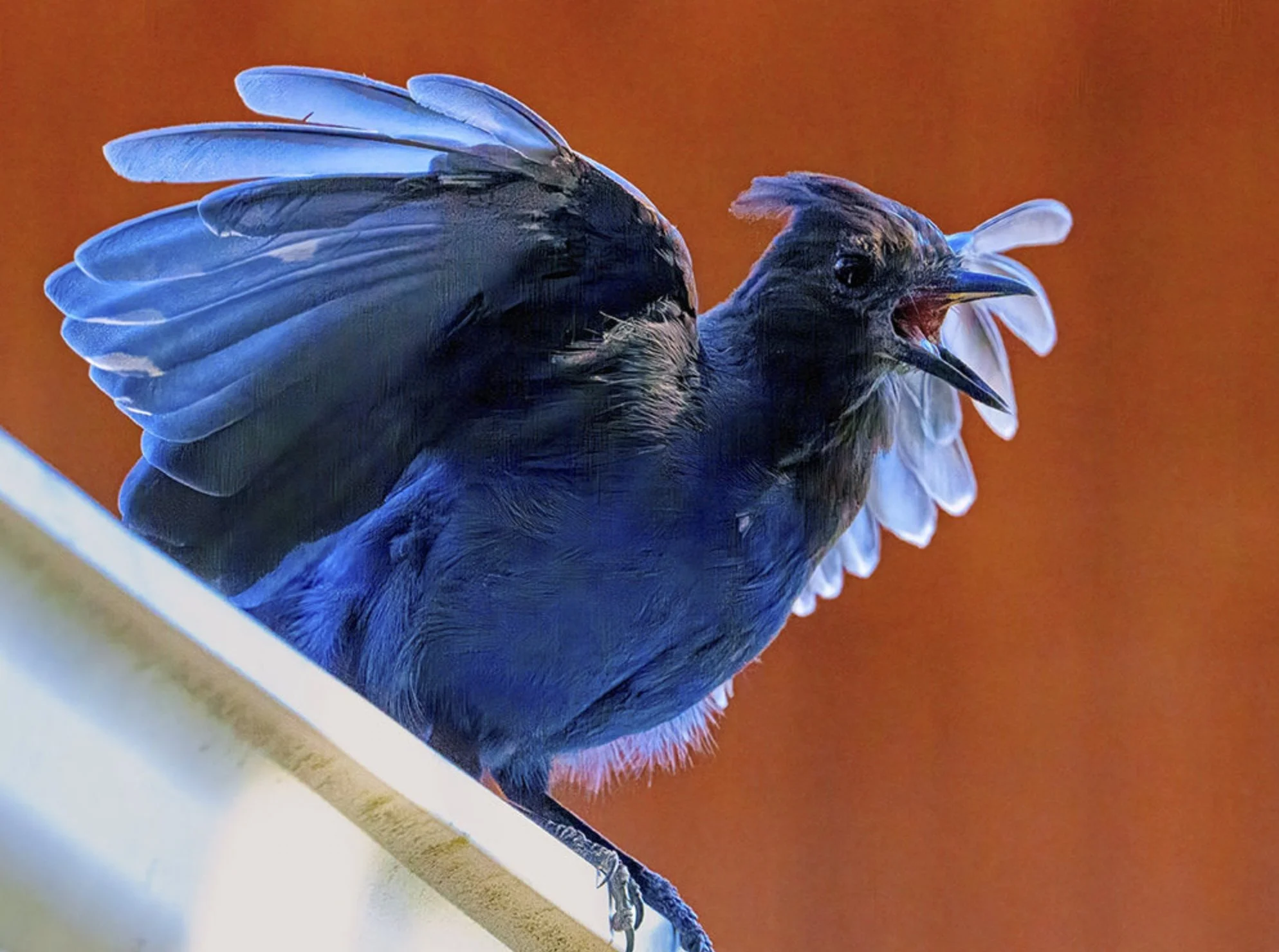 Stellar's Jay