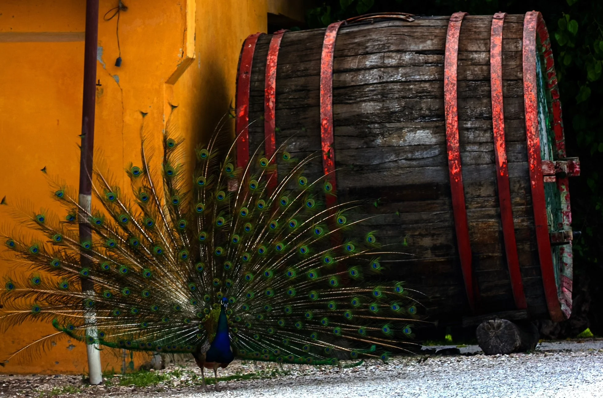 Birds At Rest