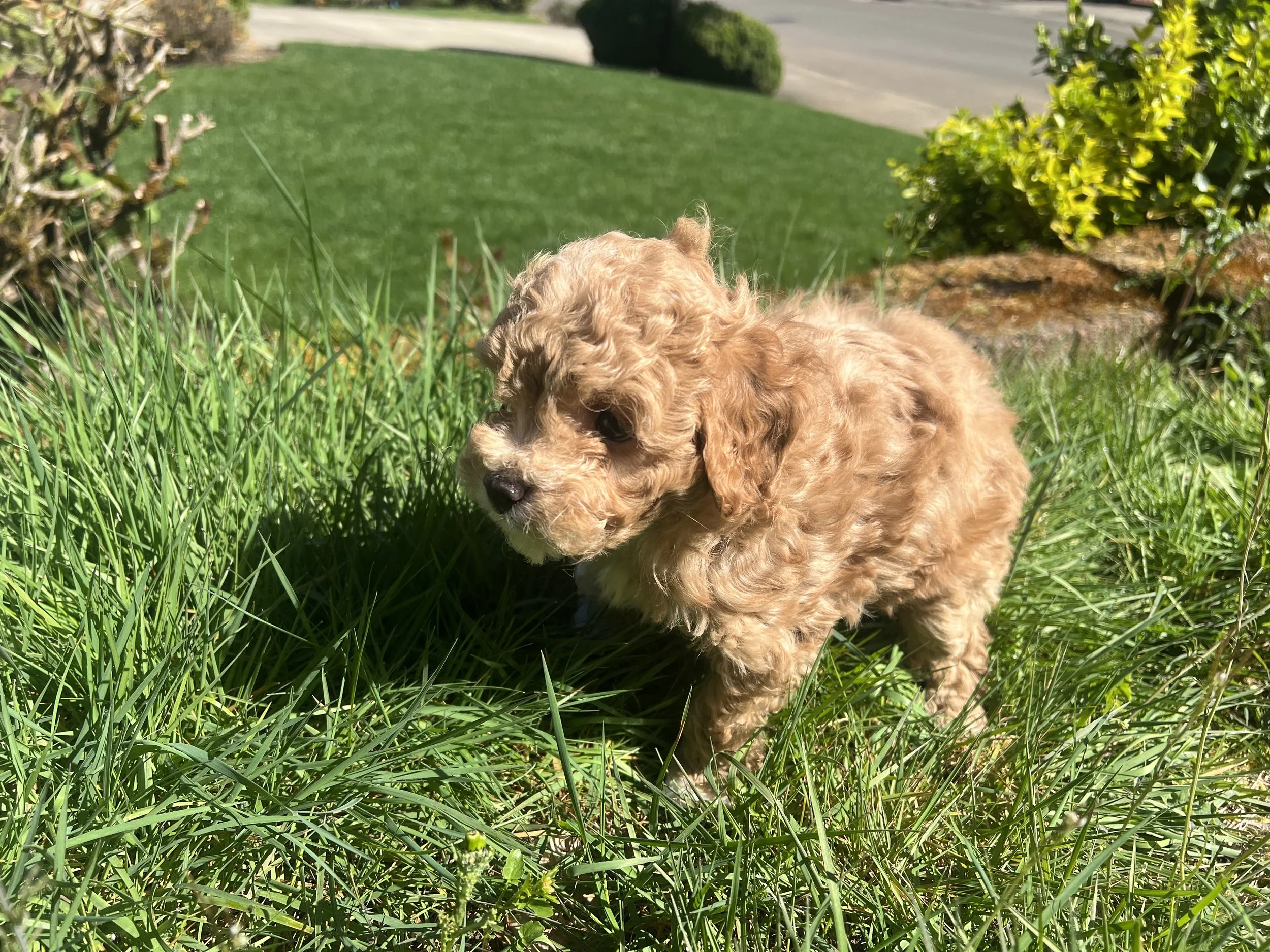 MillieBoy3-29-26.JPG