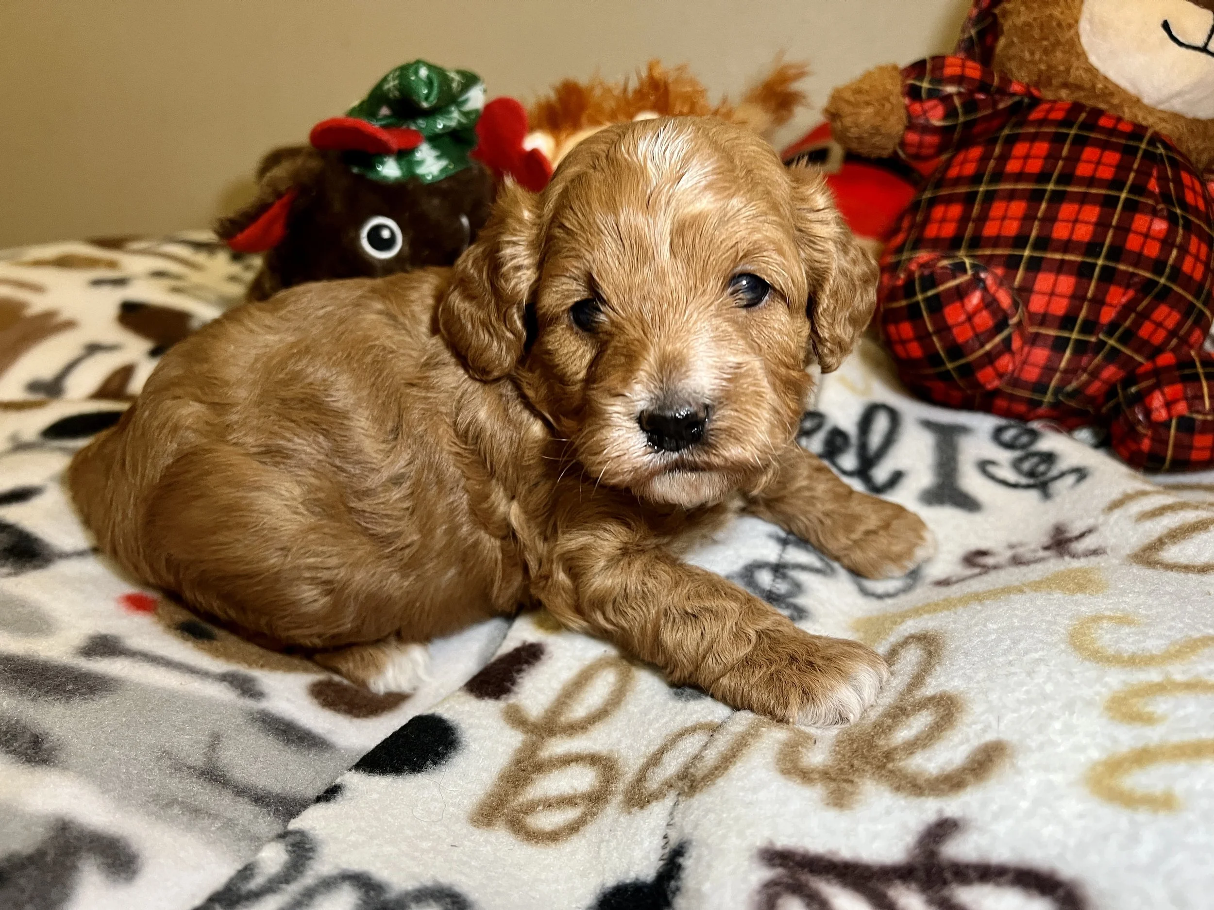 Available Cockapoo Puppies — DEVIN'S DOODLES | Cockapoo Breeder ...