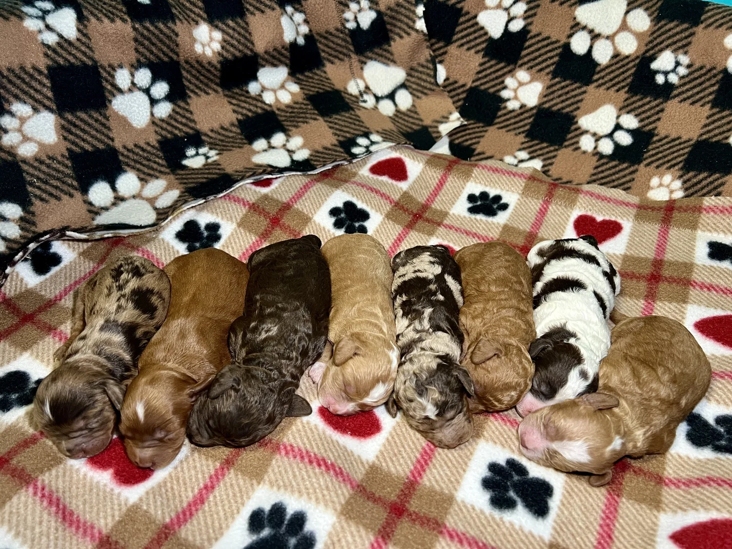 DEVIN'S DOODLES | Cockapoo Breeder | Vancouver, WA