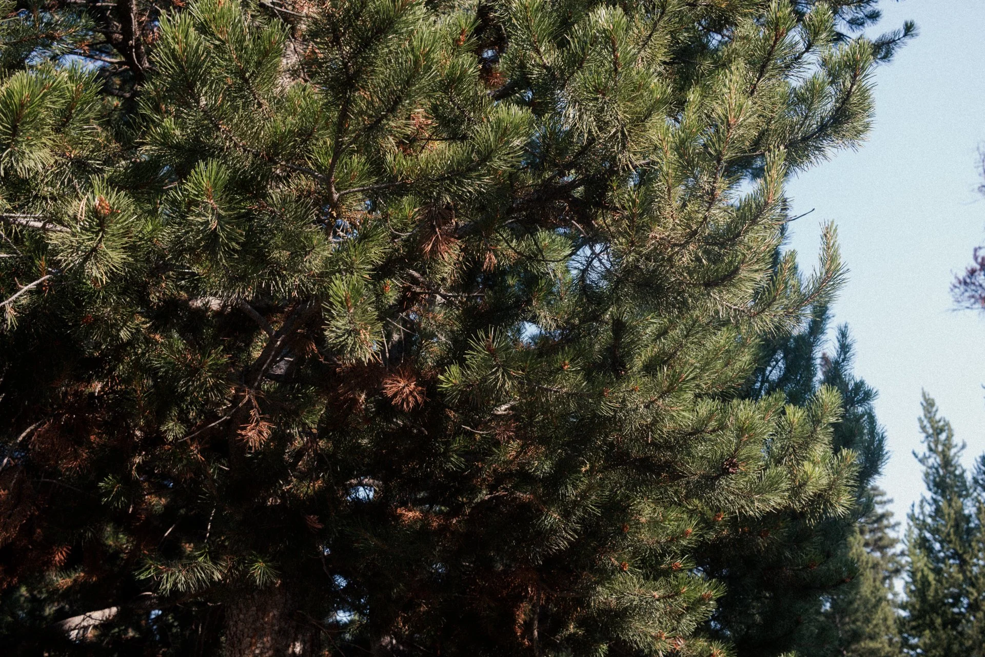 Green pine tree branches with pinecones against a clear blue sky.