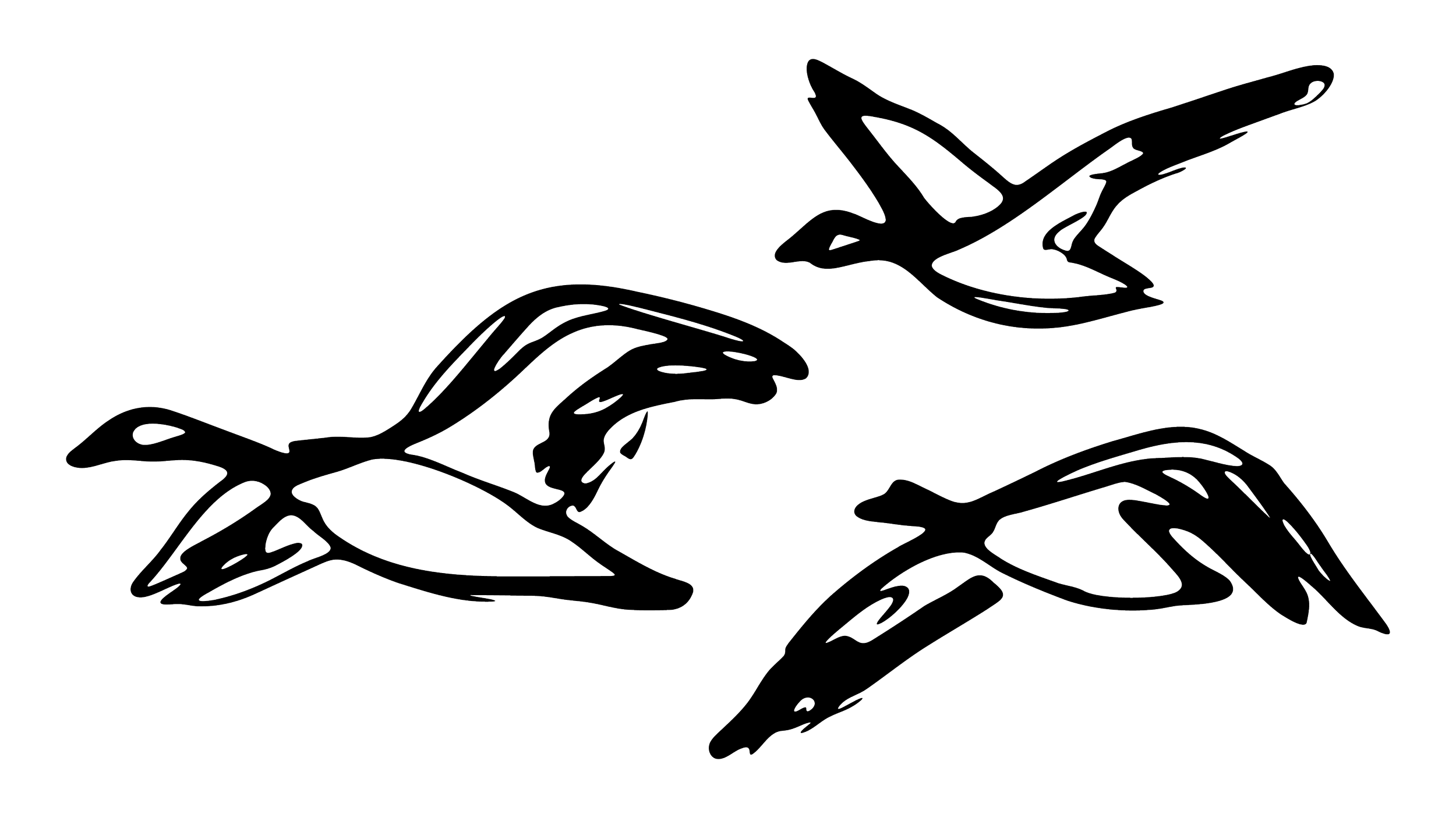 Line drawing of four birds in flight against a black background.