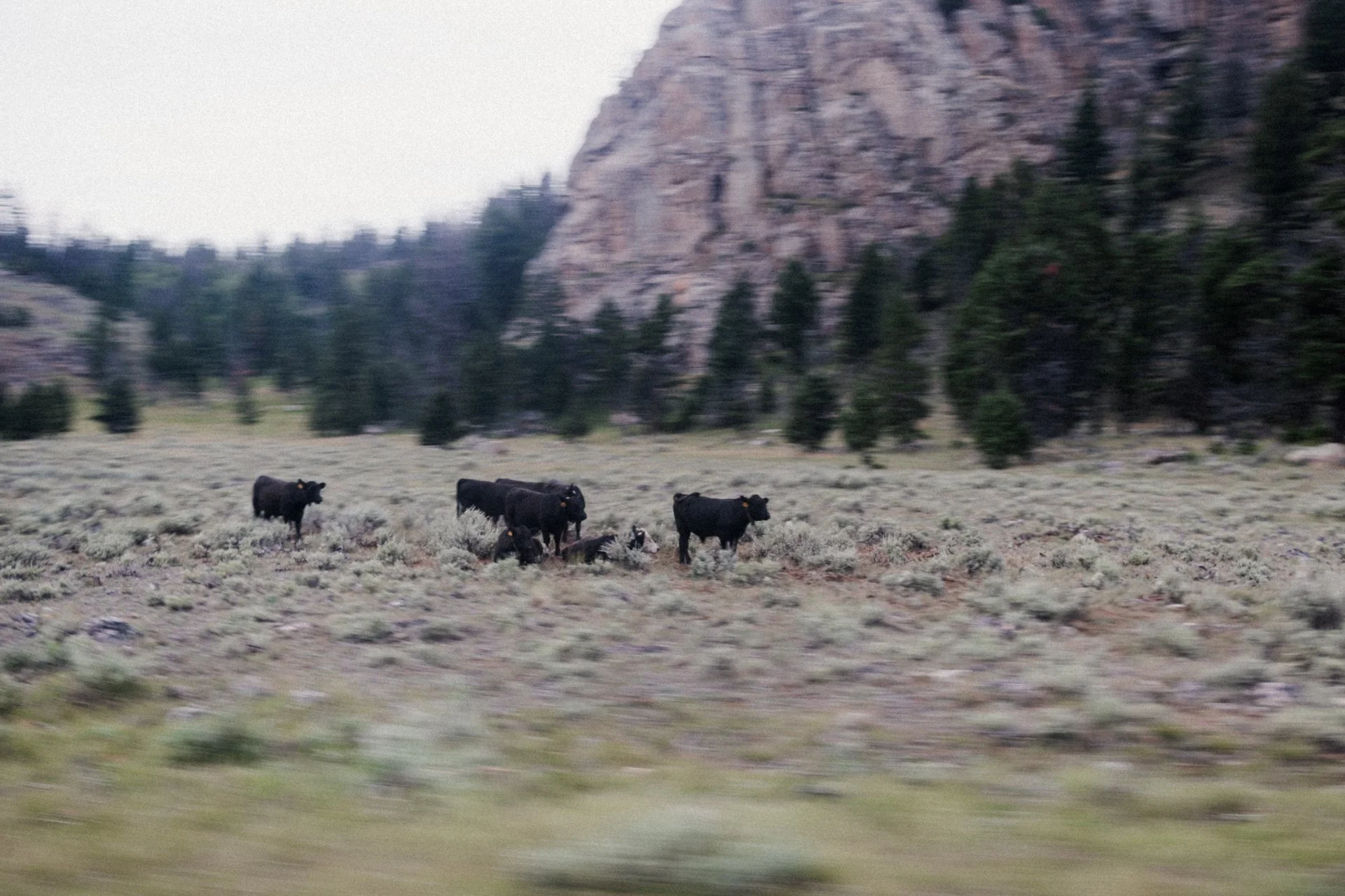 Three black cows walking through a grassy field with shrubs, trees, and rocky mountains in the background.