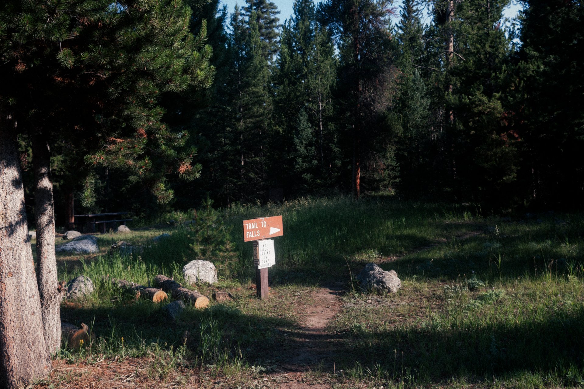 A forest scene with tall pine trees, a dirt trail with rocks, and a brown trail sign indicating 'Trail to Falls' with an arrow pointing right.