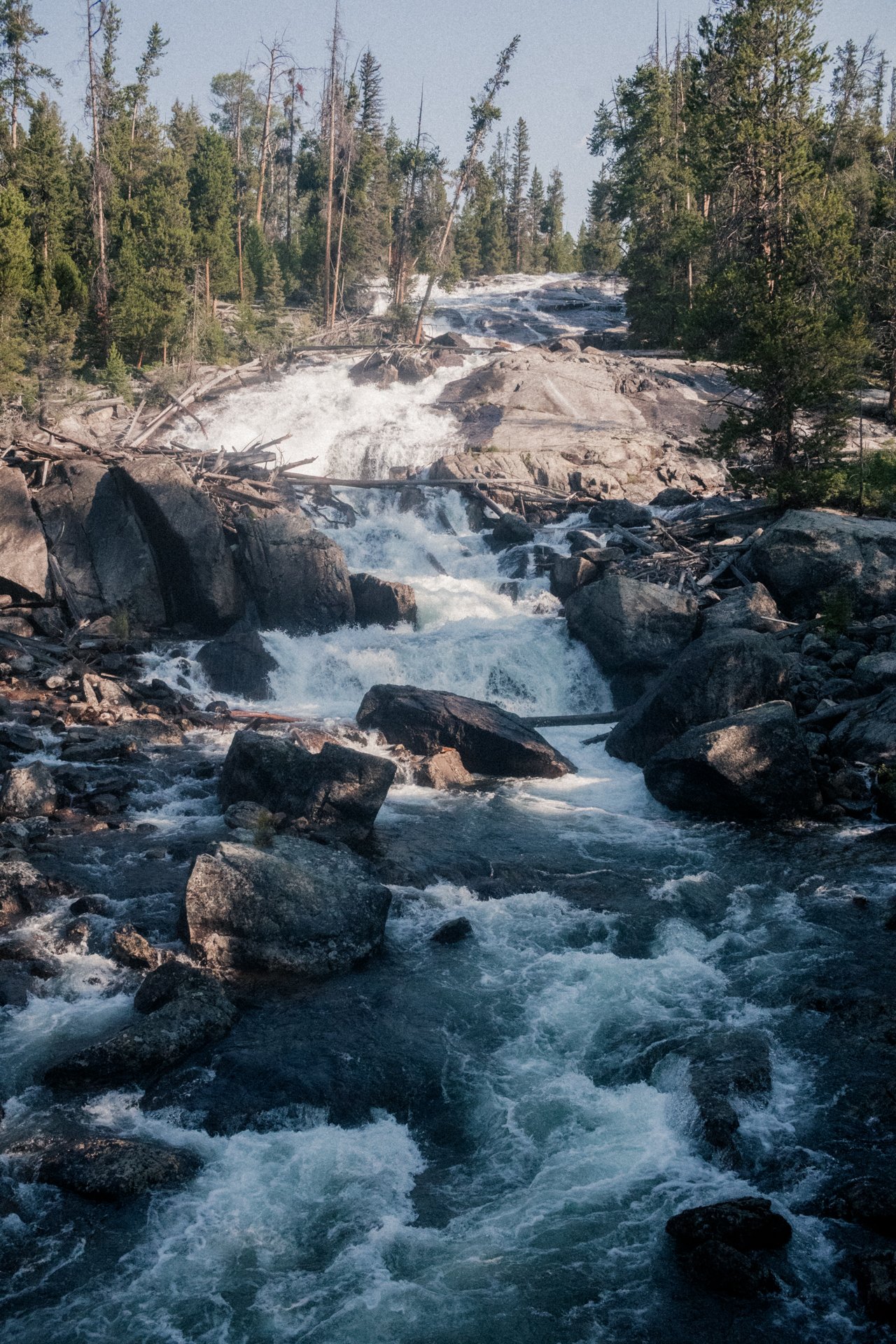 A mountain stream rushing over rocks and fallen trees with a forest of pine trees in the background.