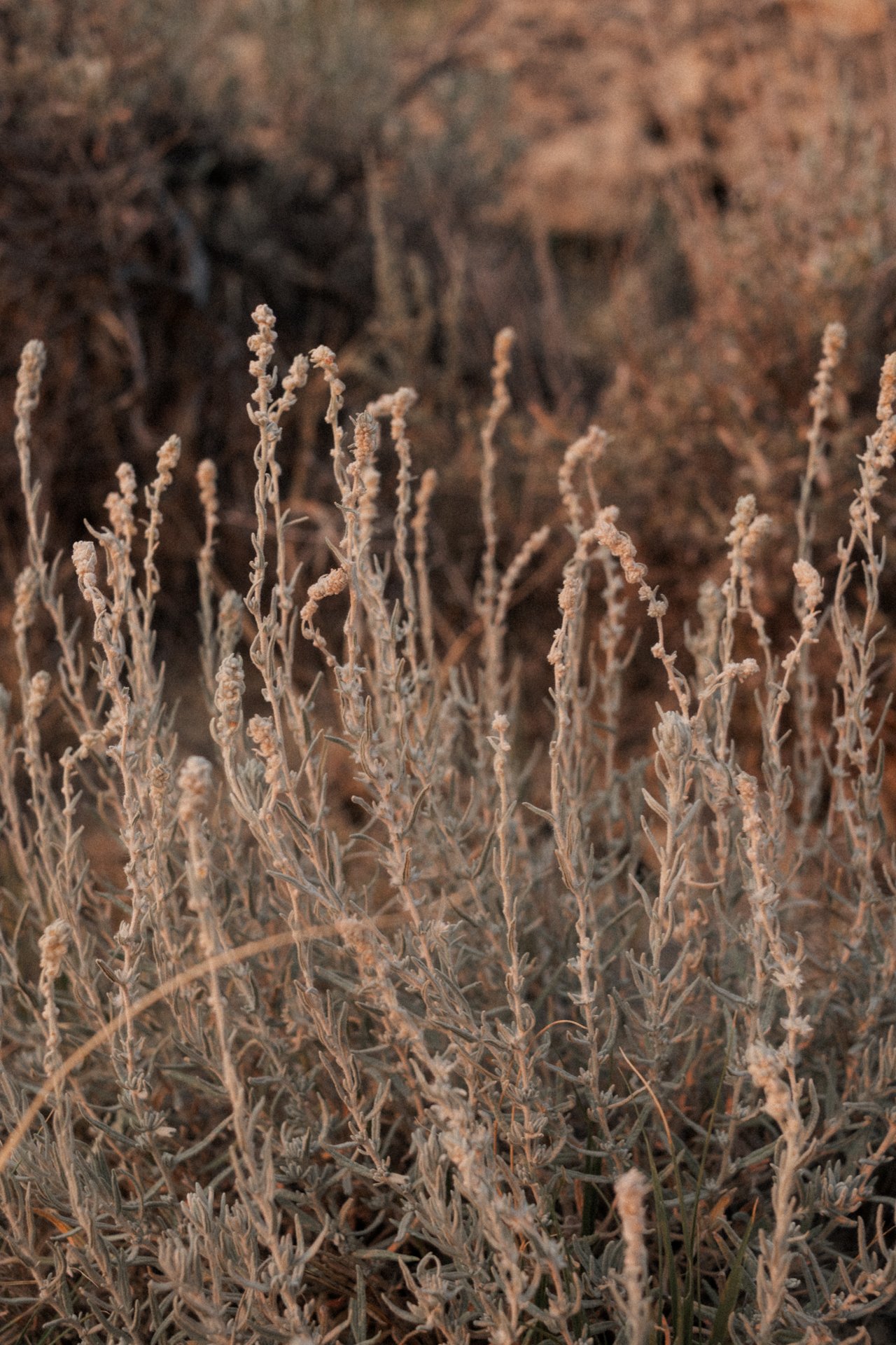 Dry, brown, and gray wild plants in the foreground with a blurred, rocky background.