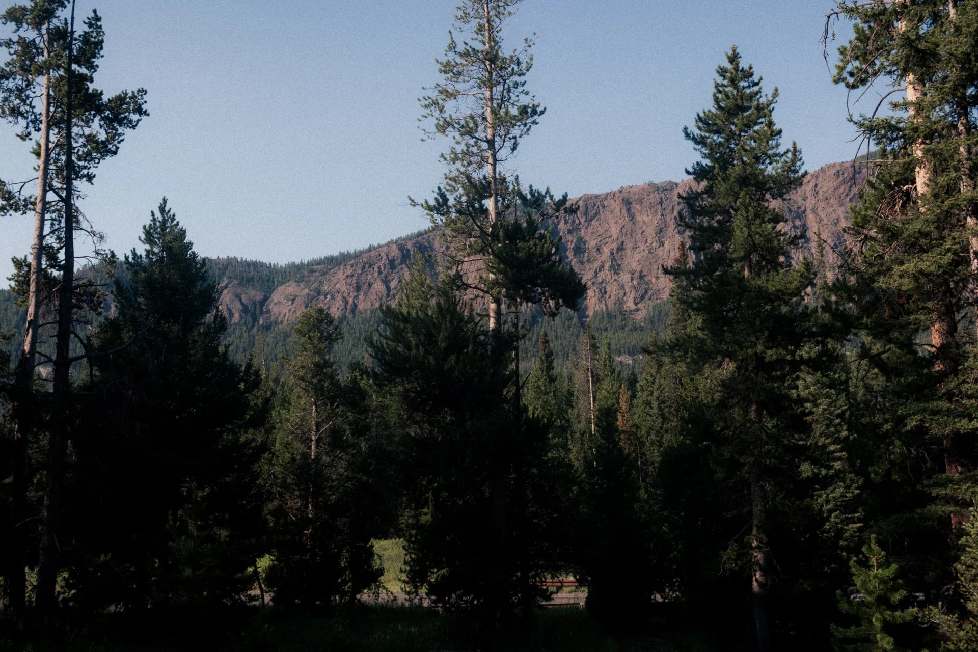 A forest scene with tall pine trees in the foreground and a mountain range in the background under a clear sky.