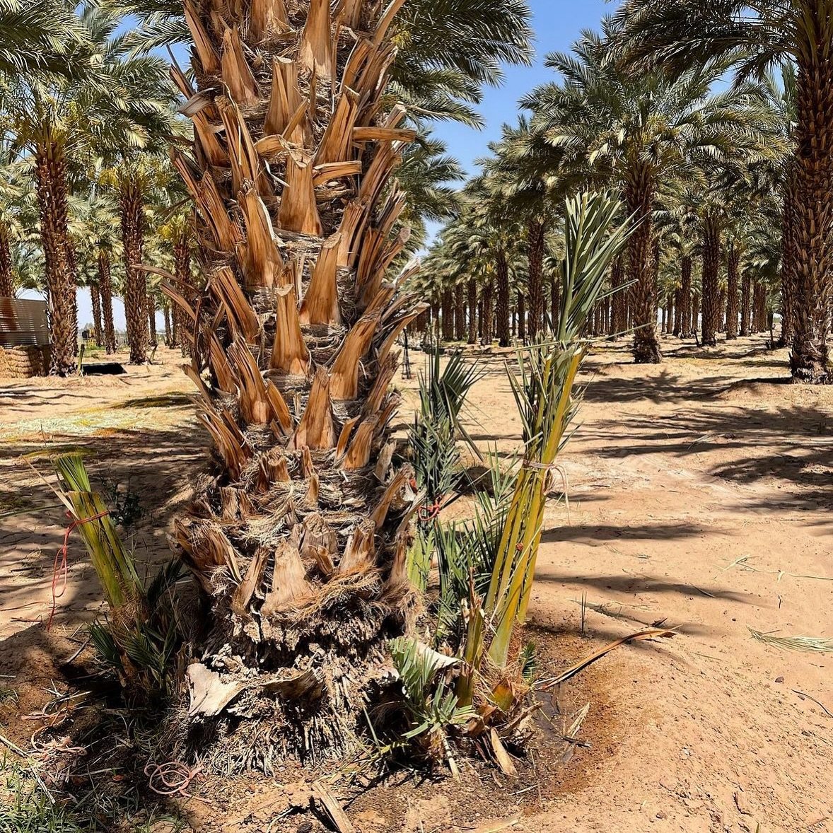Did you know that date trees produce date palm shoots? 

Once the shoots are big enough, they are removed from the parent plant and replanted. 

April - September are months when the trees have active growth, so it is a good time to plant the shoots.