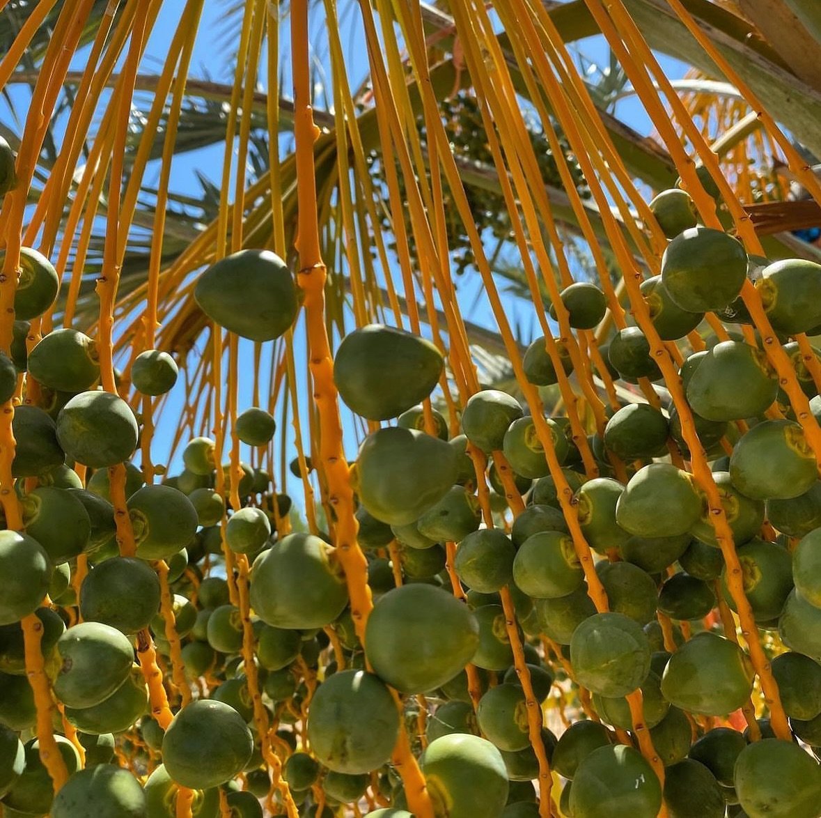 Here&rsquo;s a sneak peek of our Medjool dates. They are REALLY enjoying the increased temperatures in the desert! 🌵 

#desertfruitfarms #dates #medjooldates #onthefarm #azgrown #desertsouthwest #takealook