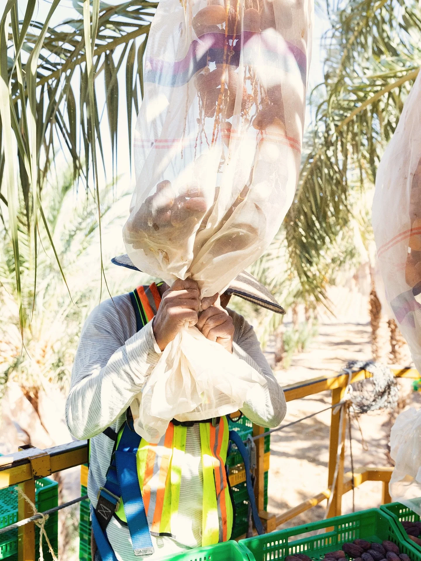 Good news from the desert… it’s harvest season! Our certified organic Medjool dates are fresh from the palms and ready to enjoy. 
📦 Place your order today at desertfruitfarms.com and taste the sweetness of Yuma’s sunniest harvest