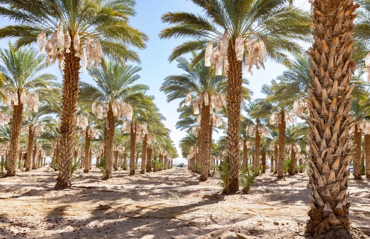 Today we celebrate the hands, hearts, and hard work that feed the world. 
Happy National Farmers Day from all of us at Desert Fruit Farms, where every Medjool date we harvest is a reflection of generations of dedication, resilience, and love for the