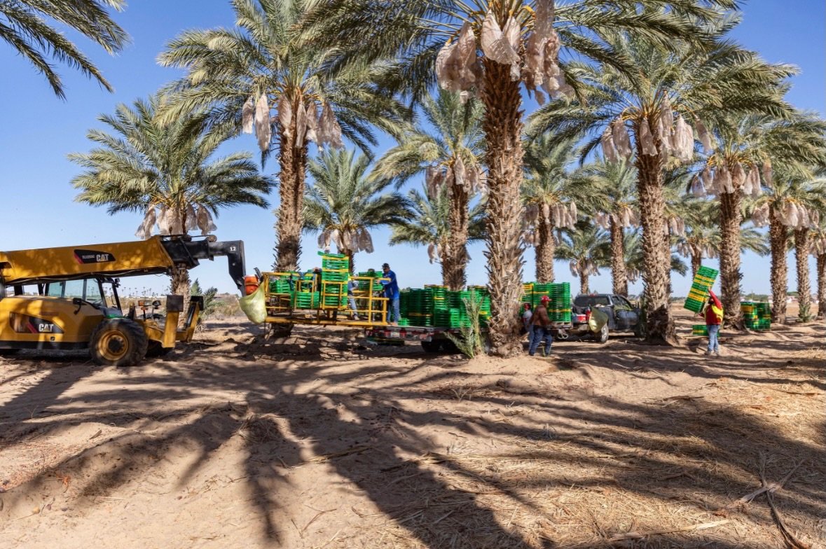 Happy National Ag Day from all of us at Desert Fruit Farms 🌴

Farming in the desert takes hard work, innovation, and a lot of sunshine. Here in Yuma County, our family is proud to grow certified organic Medjool dates in one of the most unique farmin