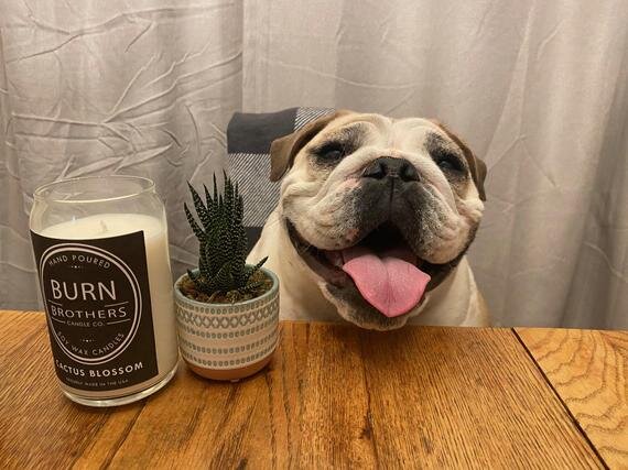 candle-soy-natural-floral-citrus-cactus-blossom-wax-cacti-sand