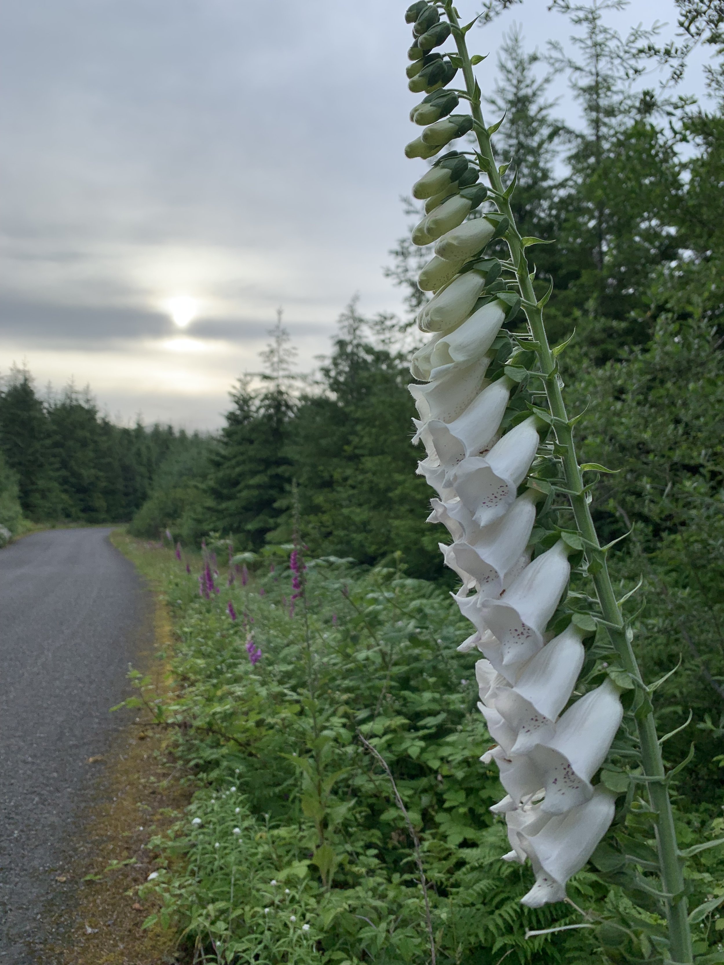  Foxglove, on the road out of Forks 