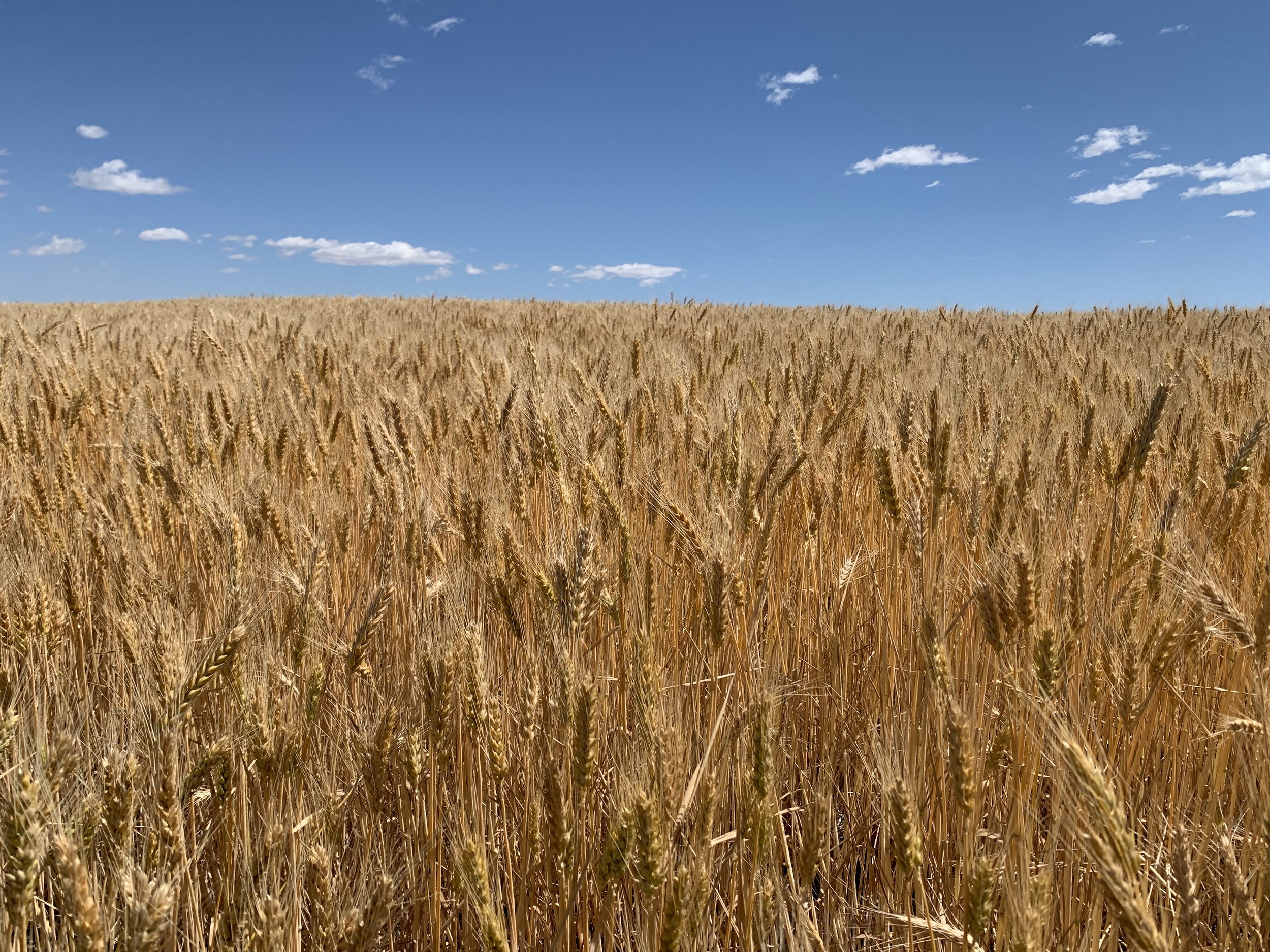  Grain fields 