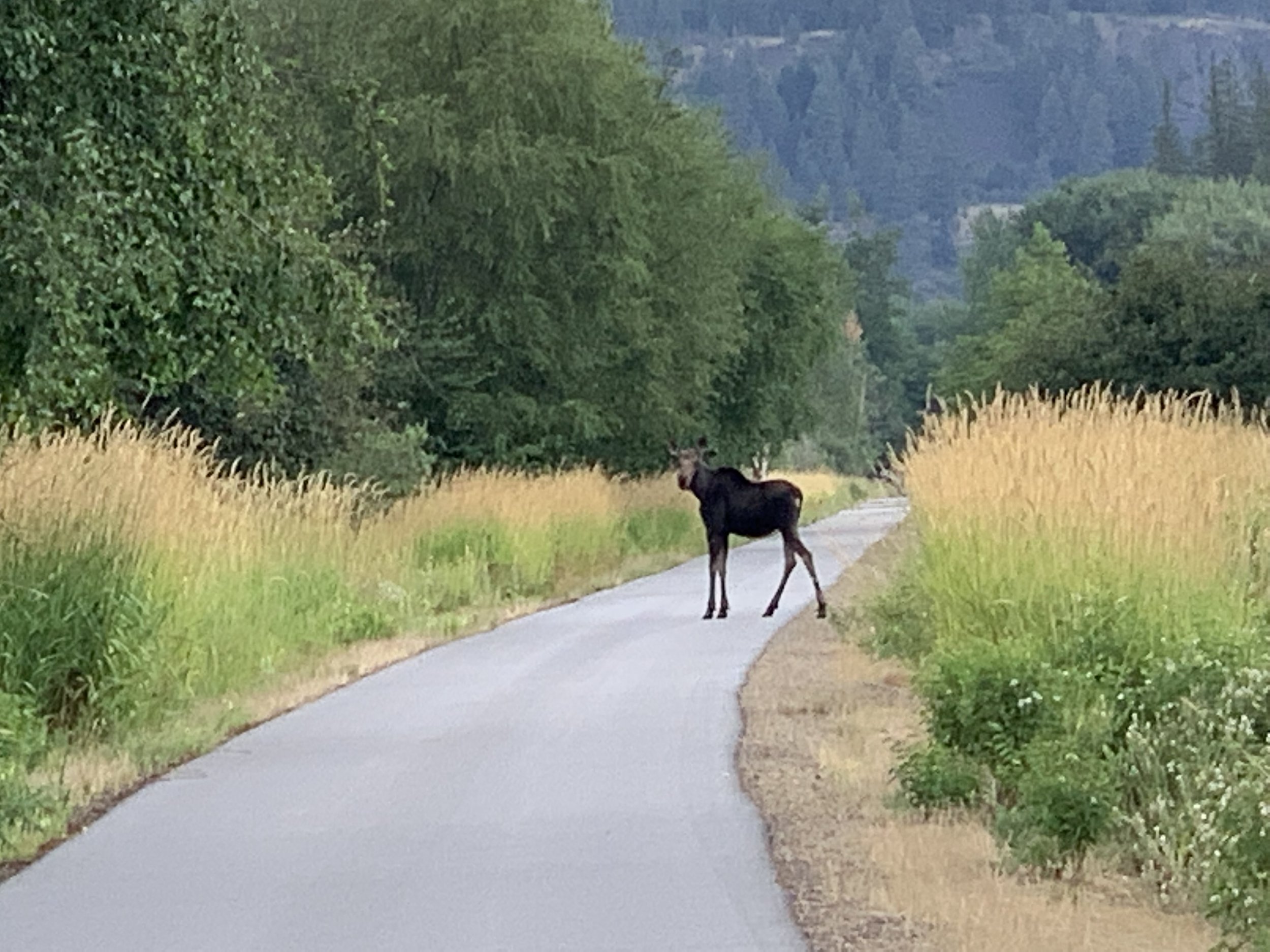  Baby moose on the Coeur d’Alene trail 