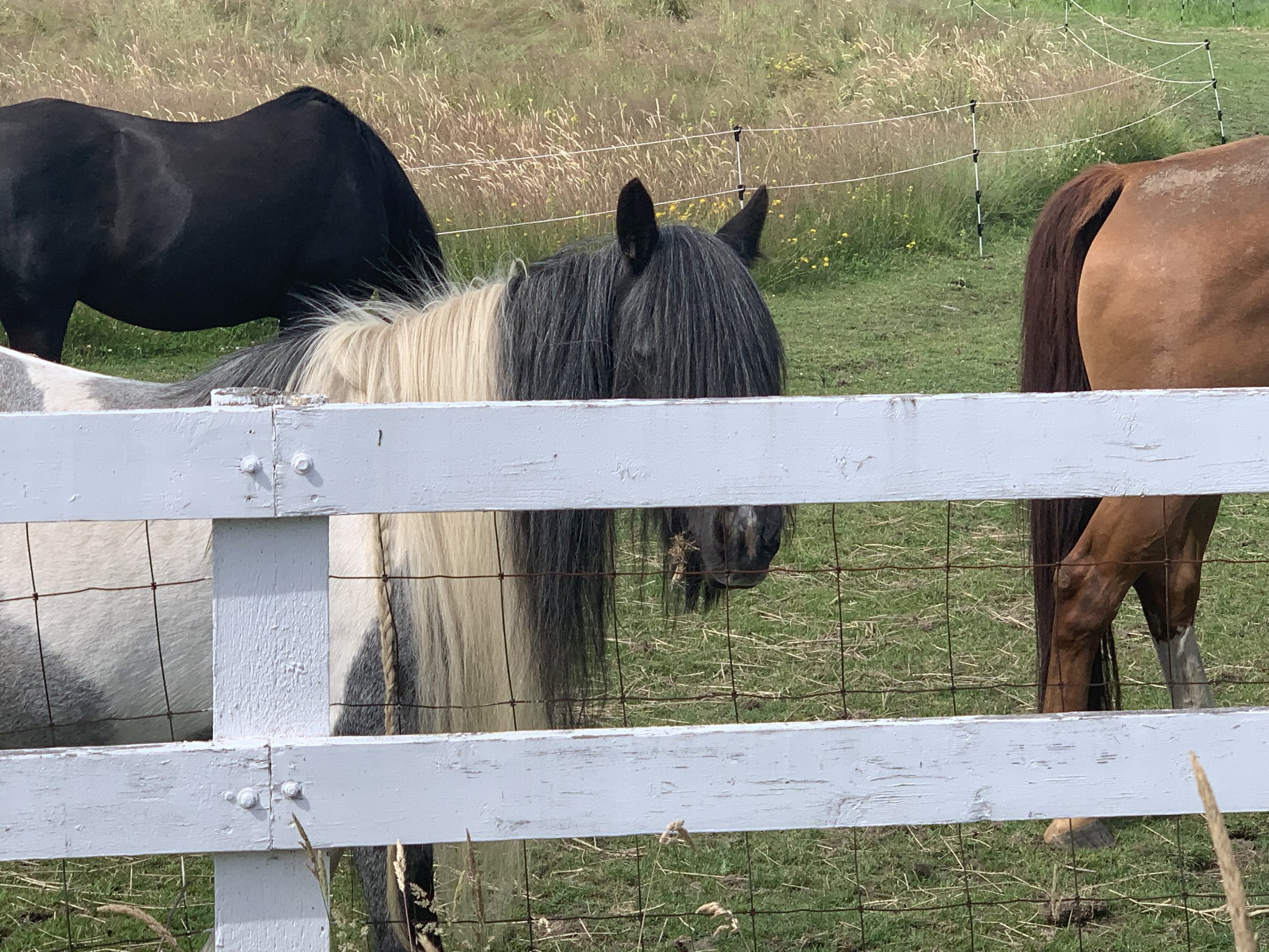  Whidbey ponies 