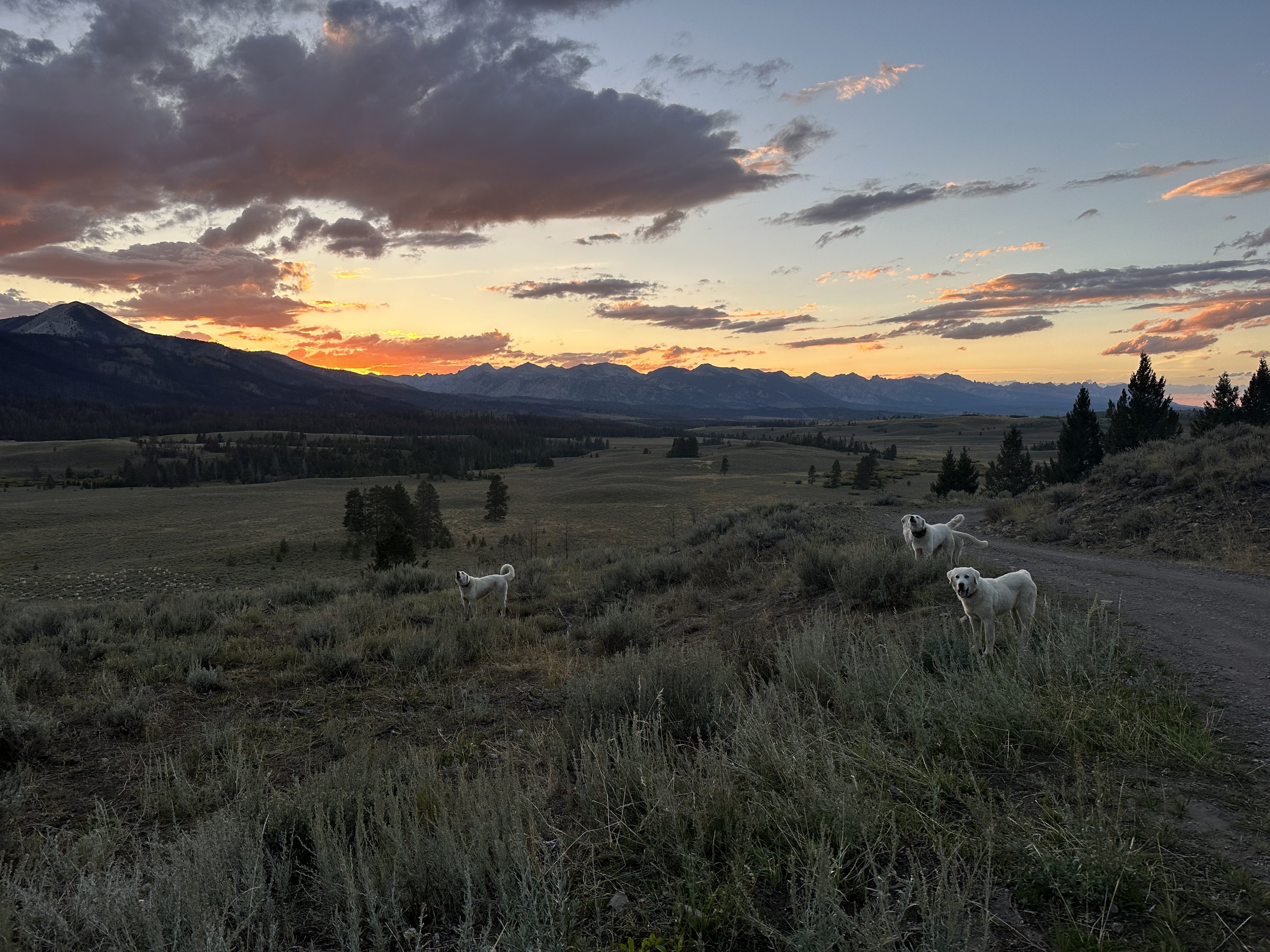 Sheepdogs kicking me out of my public land camping spot