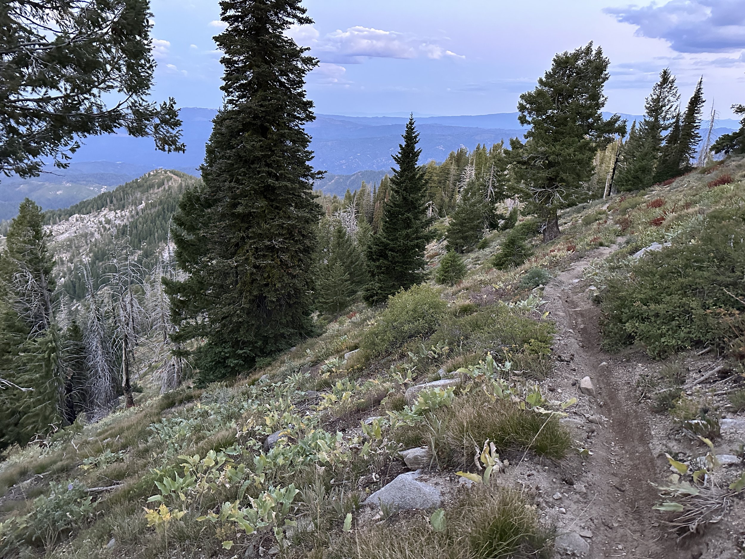 Ail trail descent off Scott Mountain