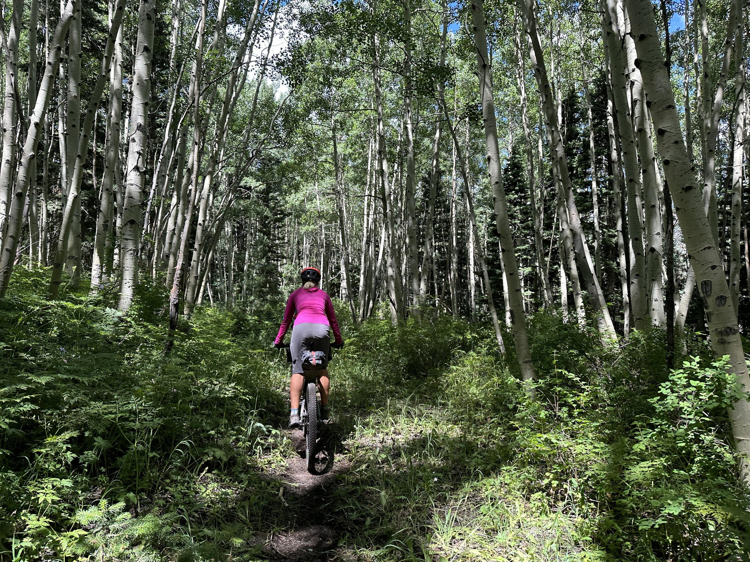 Goat Creek trail aspen grove