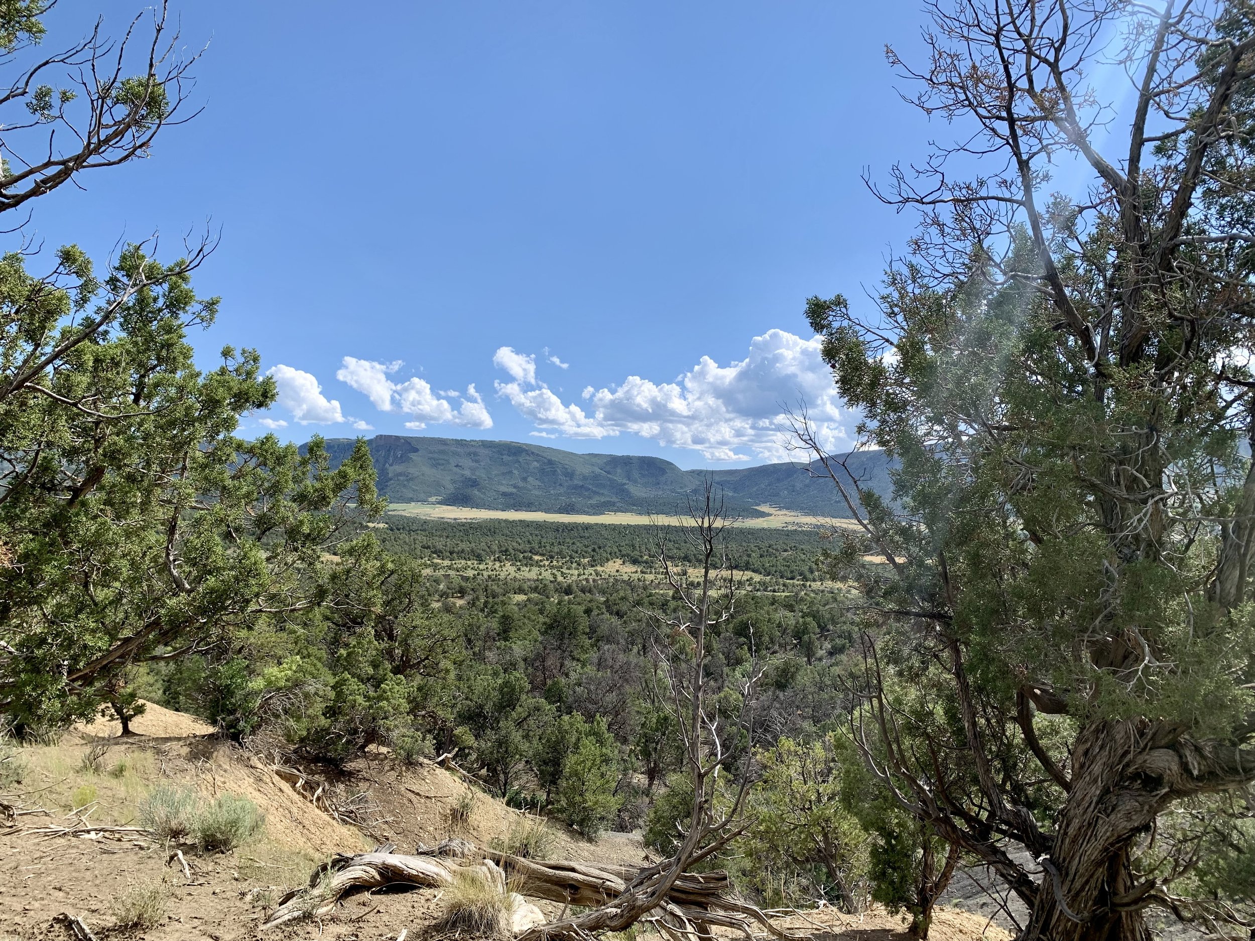 View from Dry Creek hut path to outhouse